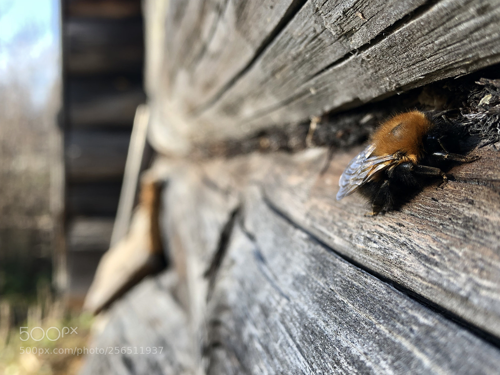 Apple iPhone X sample photo. Шмель photography