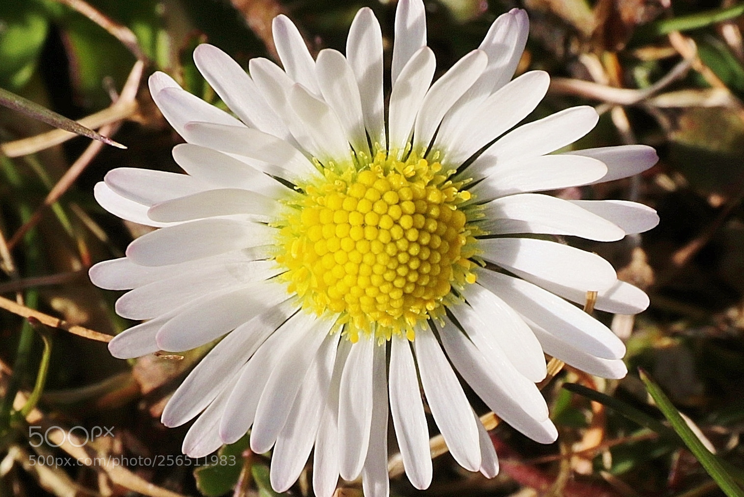 Canon EOS 80D sample photo. Flower 2 photography