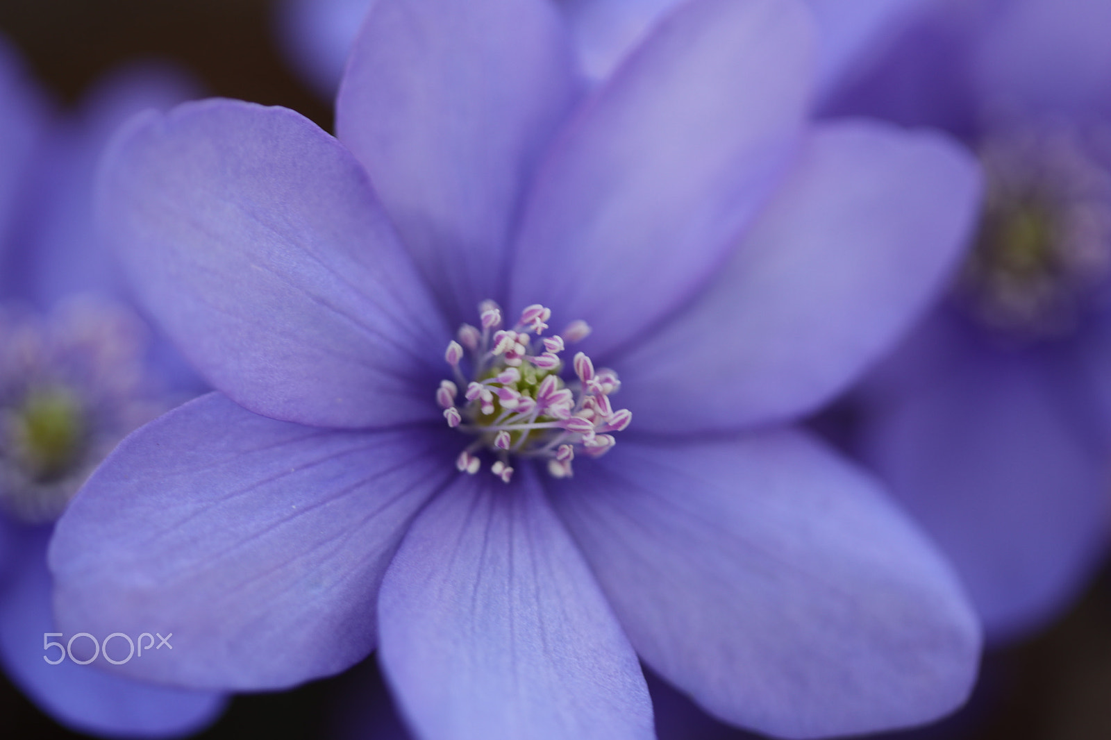 Canon EF-S 60mm F2.8 Macro USM sample photo. Flower photography