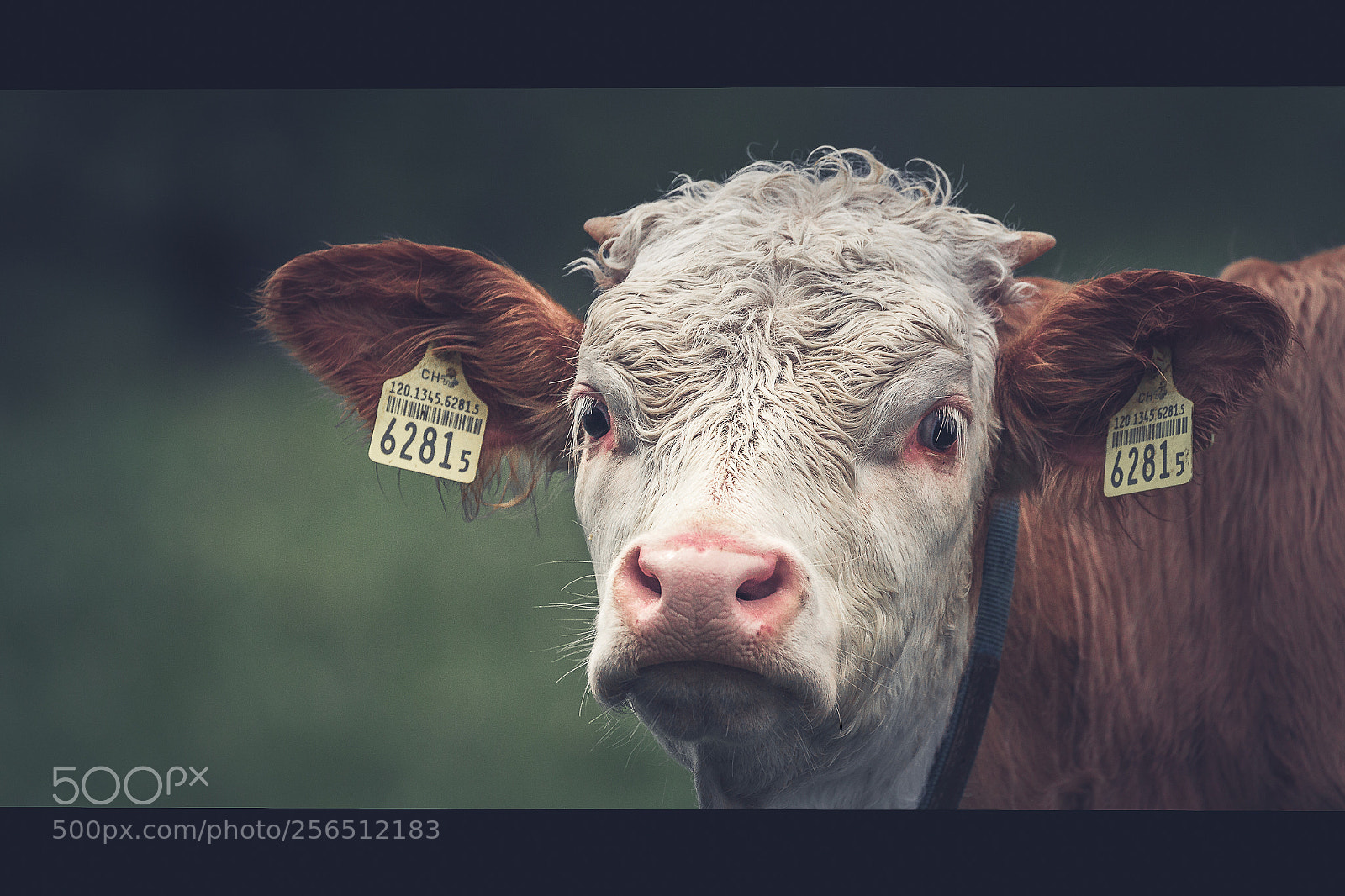 Canon EOS-1D Mark IV sample photo. Veal at lauterbrunnen photography