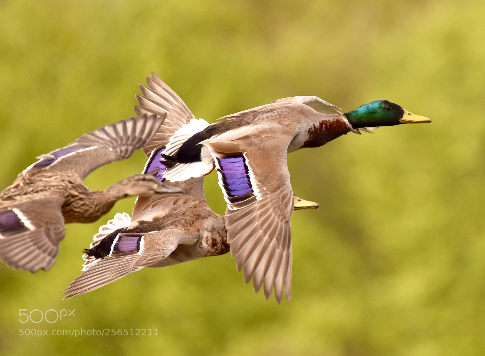 Nikon D810 sample photo. Flying duck 9! photography