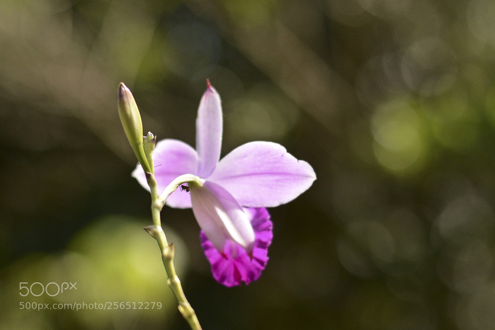 Nikon D7100 sample photo. Brilhos de uma flor. photography