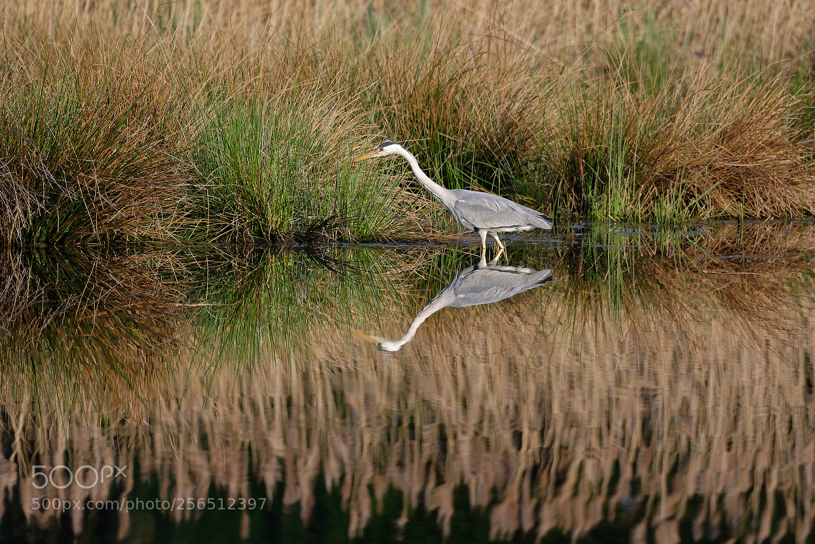 Nikon D600 sample photo. Heron in mirror photography