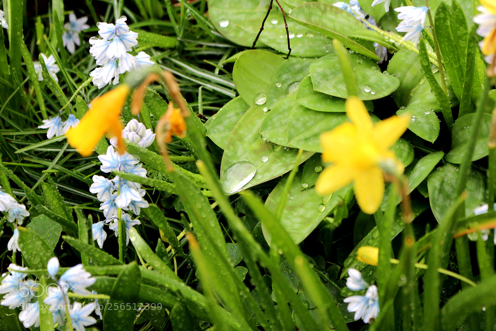 Canon EOS 100D (EOS Rebel SL1 / EOS Kiss X7) sample photo. Leaf after the rain photography