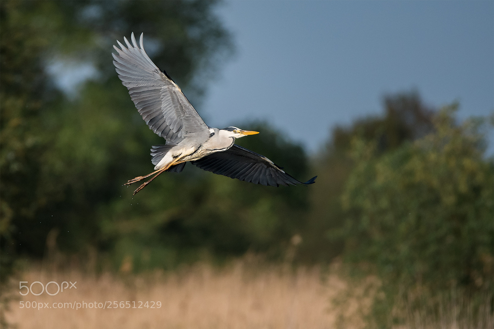 Nikon D500 sample photo. Heron photography