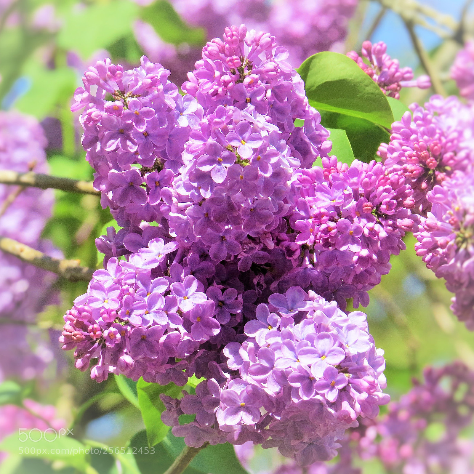 Canon PowerShot SX50 HS sample photo. Gorgeous lilac blossoms () photography