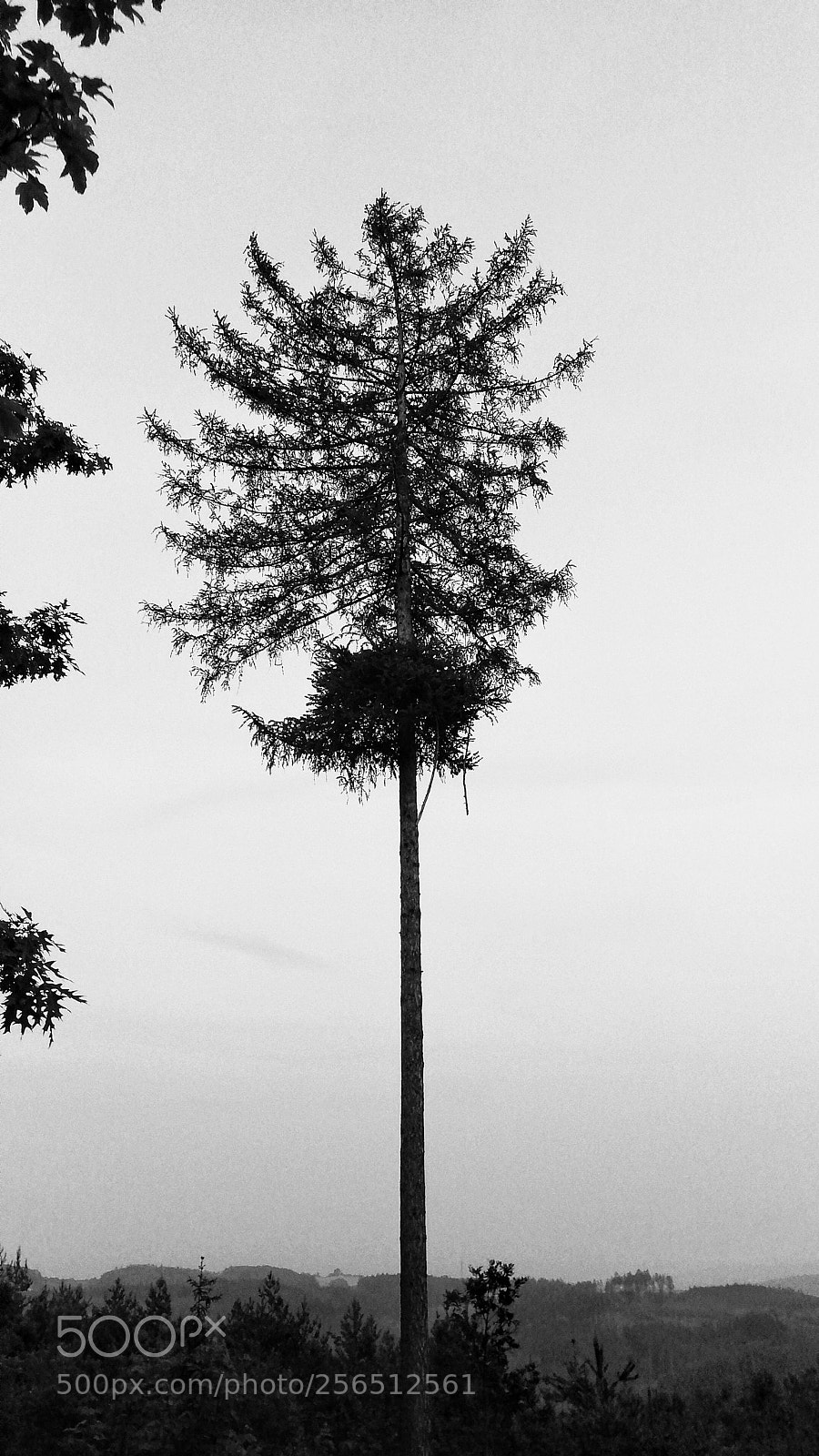 HUAWEI P10 sample photo. Untitled photography