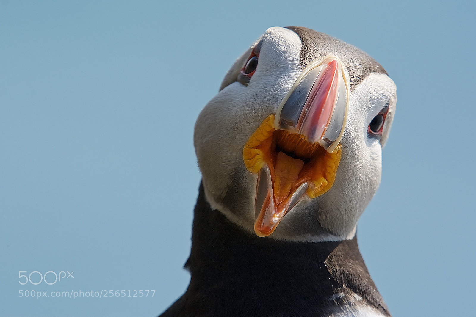 Nikon D7100 sample photo. Puffin photography