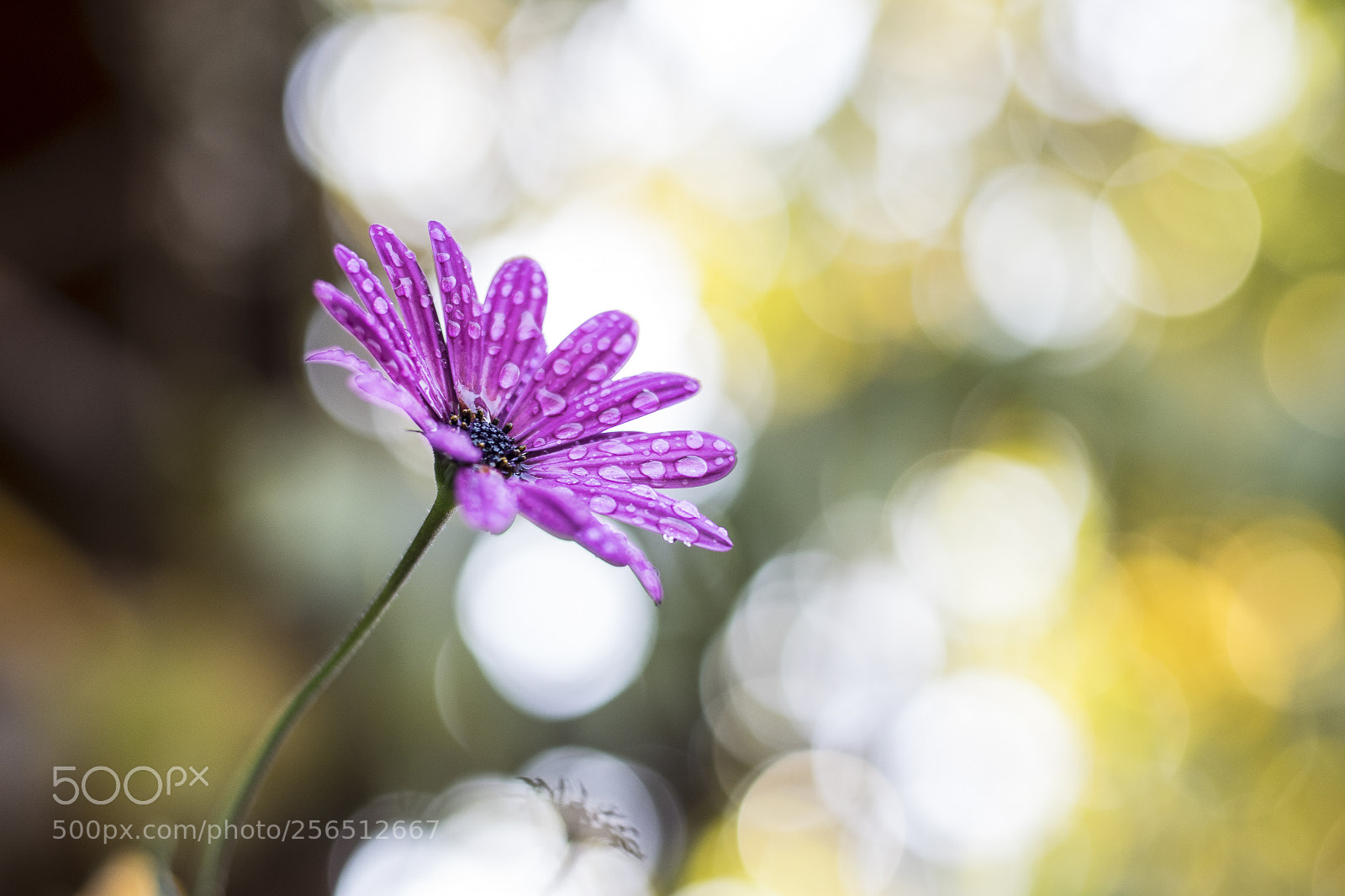 Nikon D5300 sample photo. Flores con bokeh photography