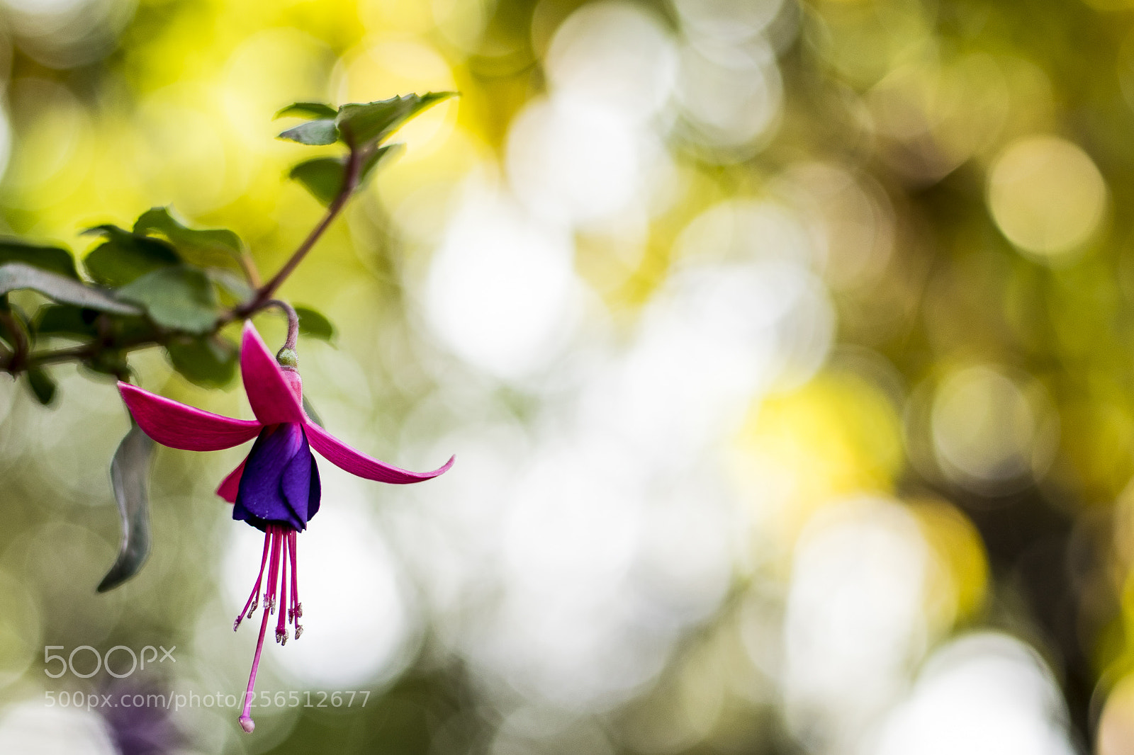 Nikon D5300 sample photo. Flores con bokeh photography