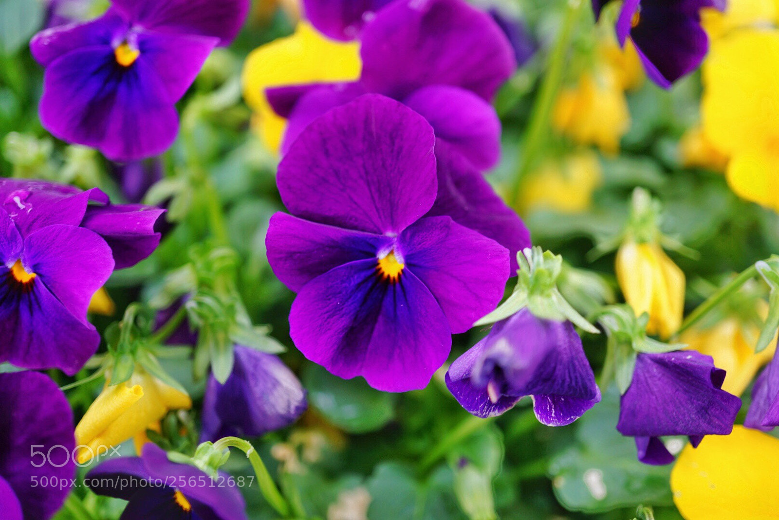 Sony a5100 sample photo. Untitled photography