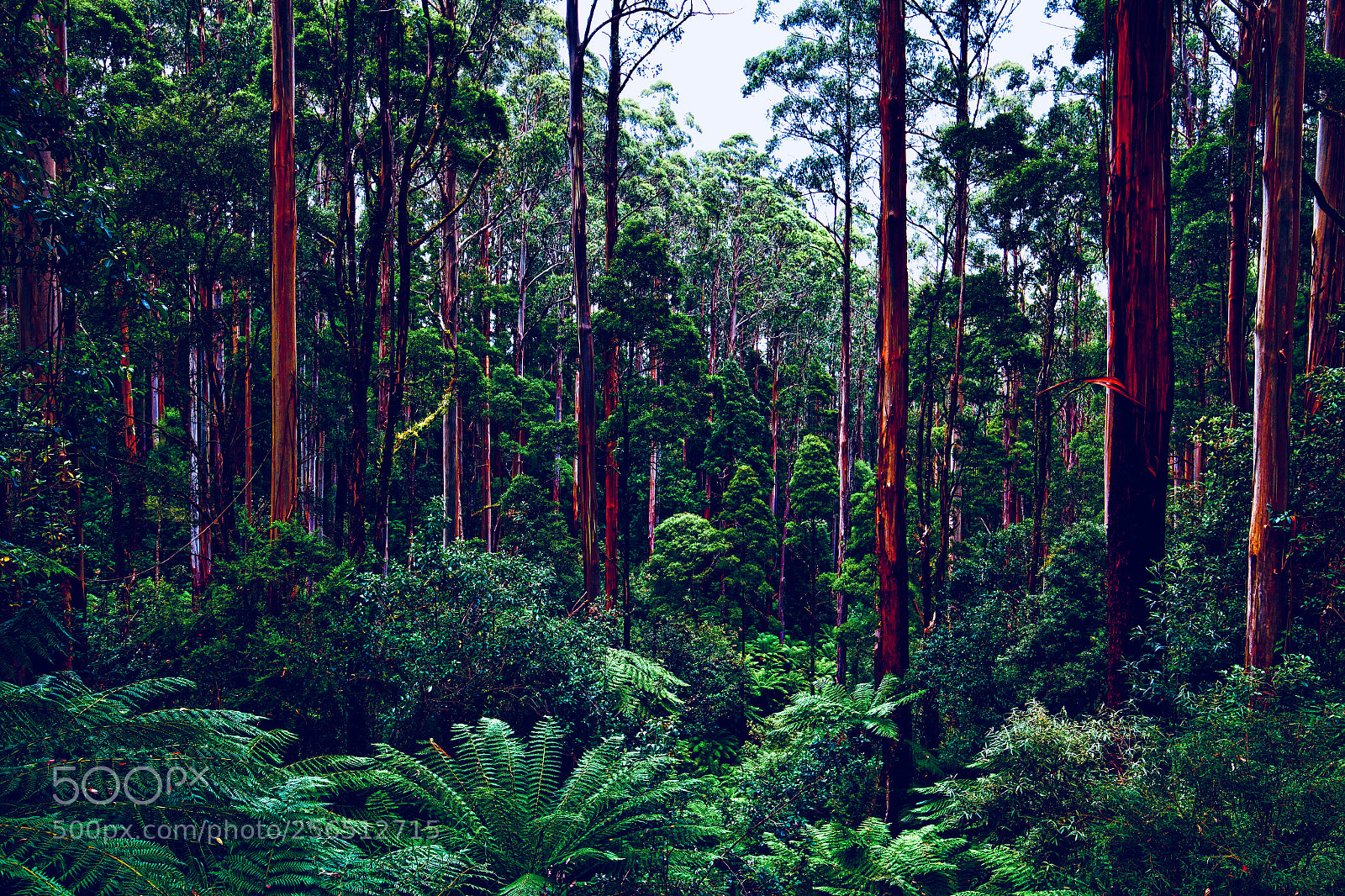 Canon EOS 6D sample photo. Great otway national park photography