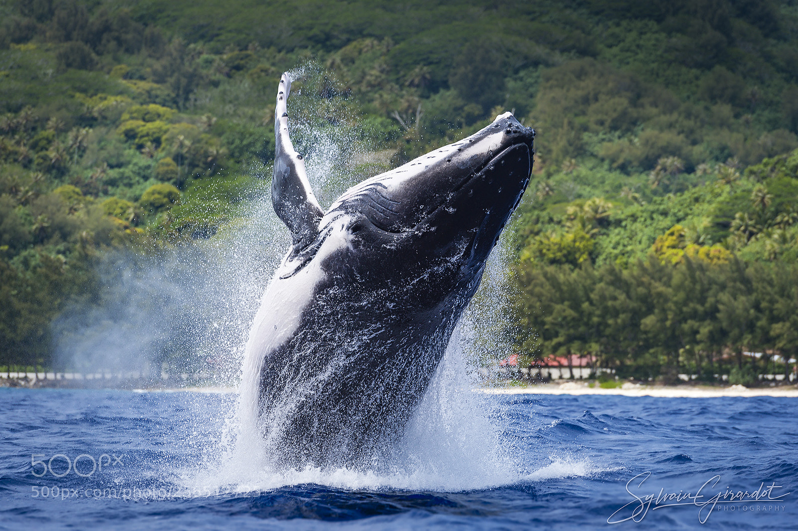 Nikon D4S sample photo. Saut de baleine à bosse photography