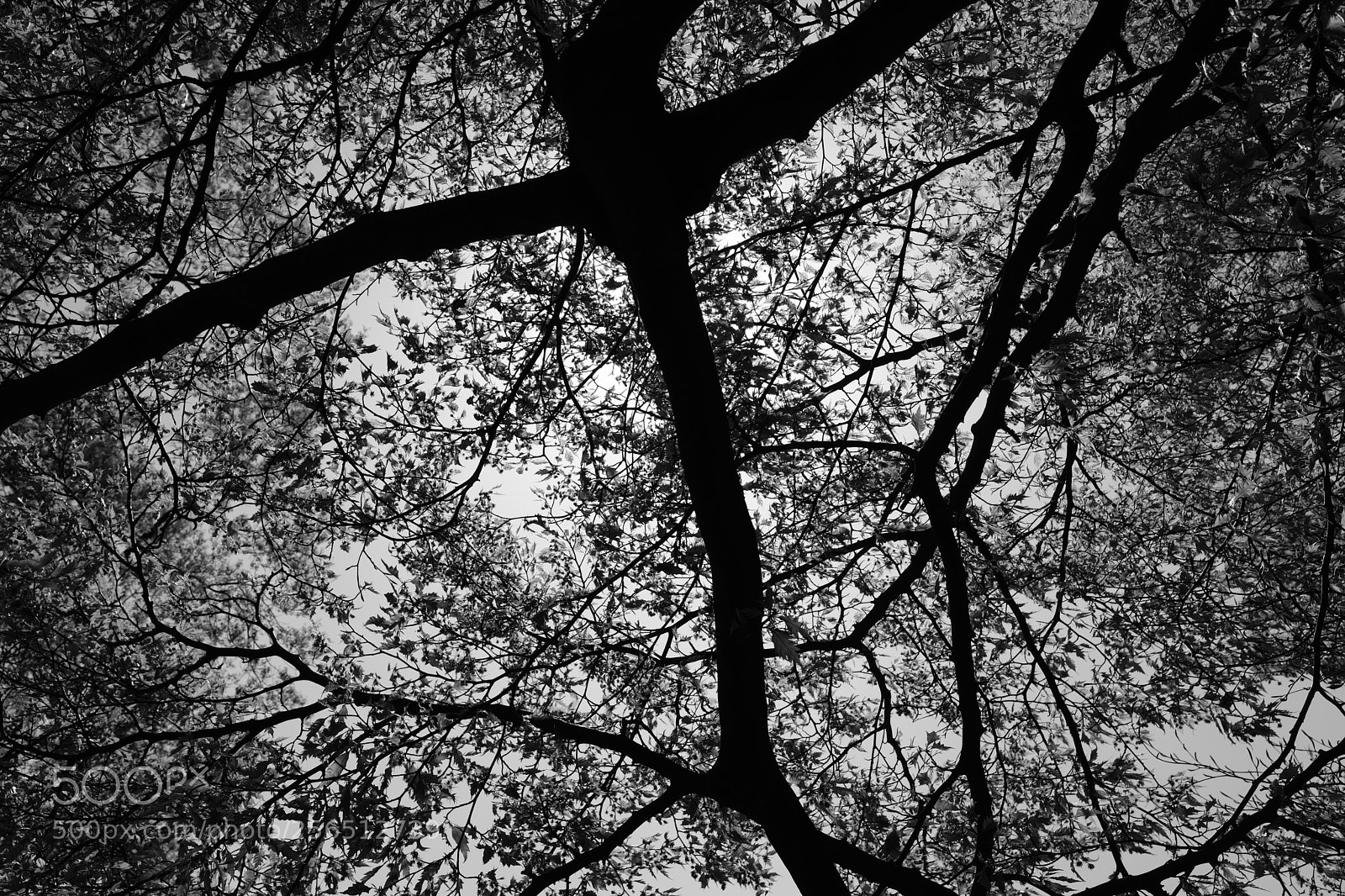 Fujifilm X100F sample photo. Arboretum kalmthout photography
