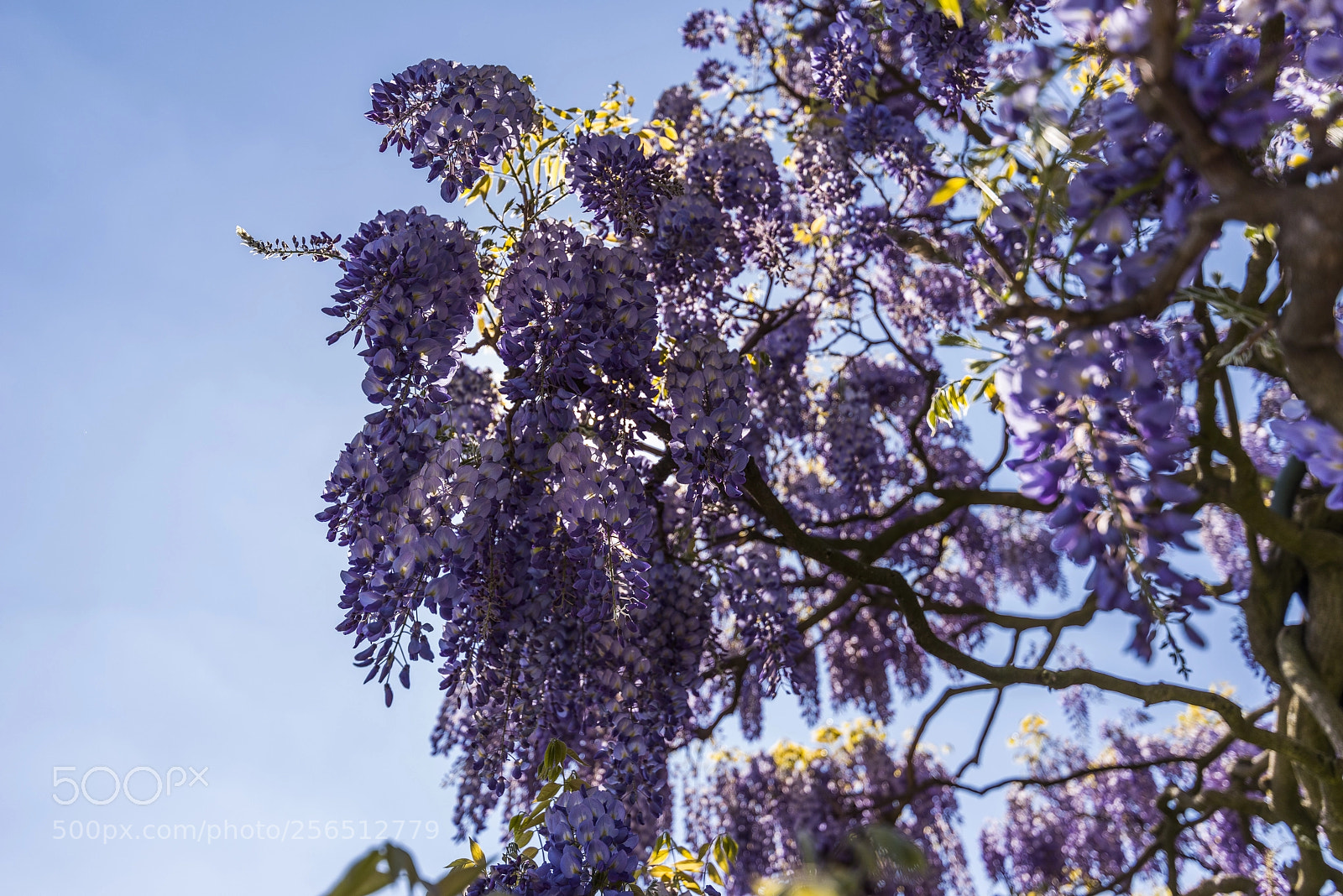 Pentax K-1 sample photo. Royal garden 5 photography