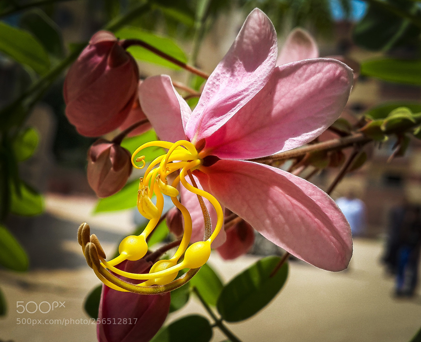 Samsung Galaxy S4 sample photo. Wp photography