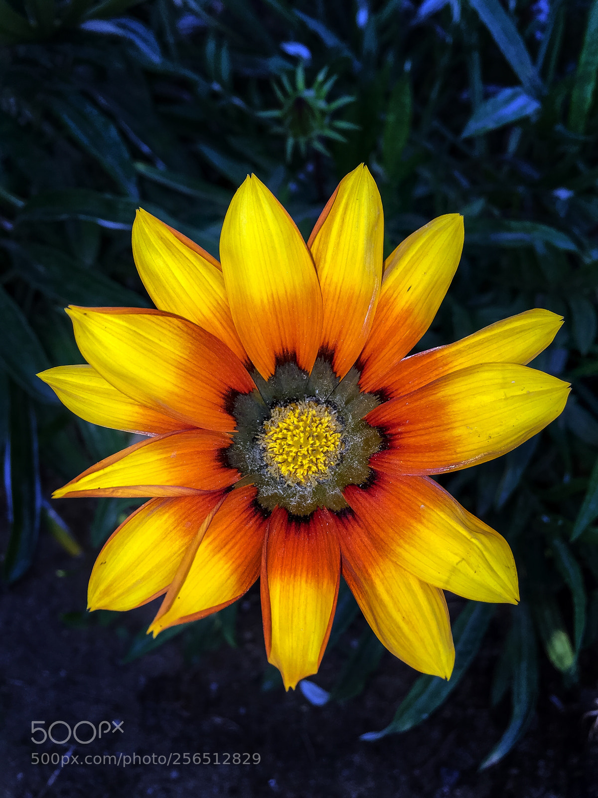 Apple iPhone 6 sample photo. Wp photography