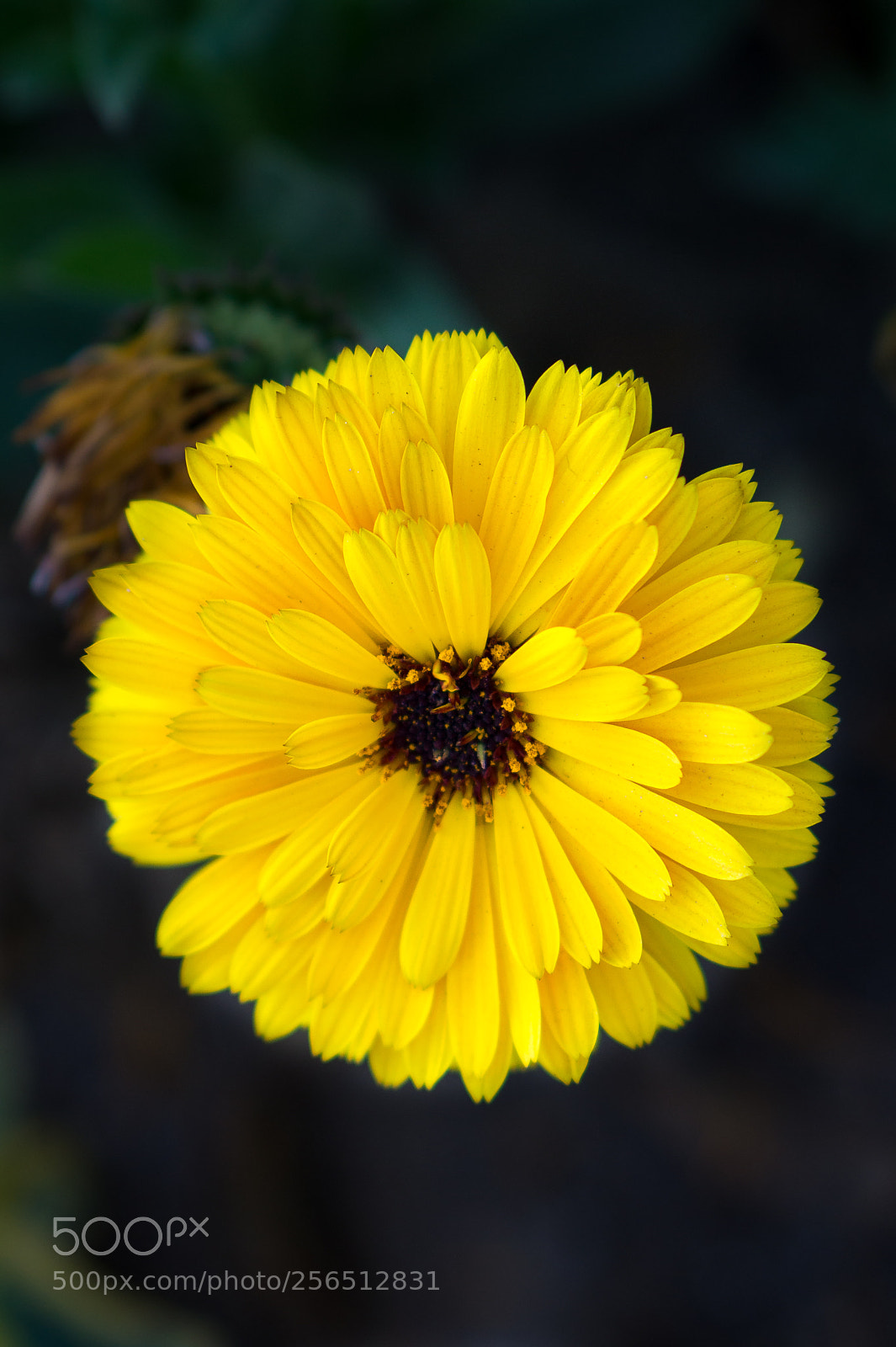 Sony Alpha a5000 (ILCE 5000) sample photo. Wp photography