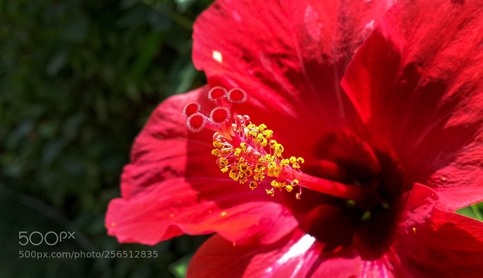 Samsung Galaxy S4 sample photo. Wp photography