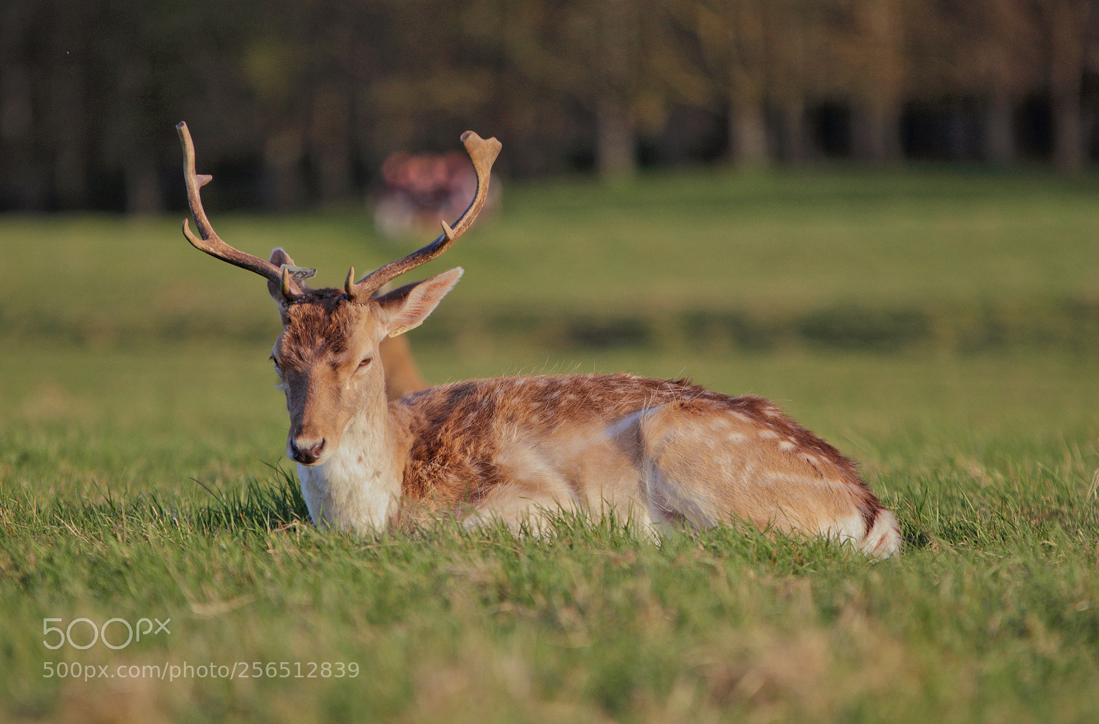 Canon EOS 80D sample photo. Sitting deer photography