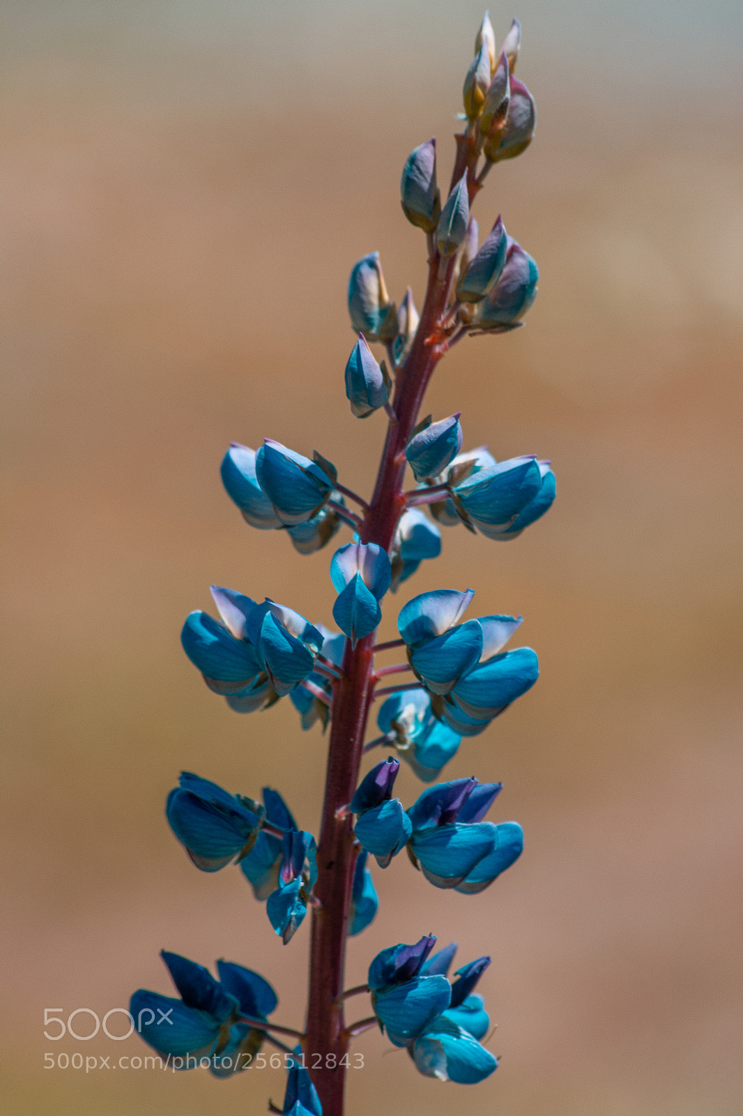 Nikon D5200 sample photo. Macro photography