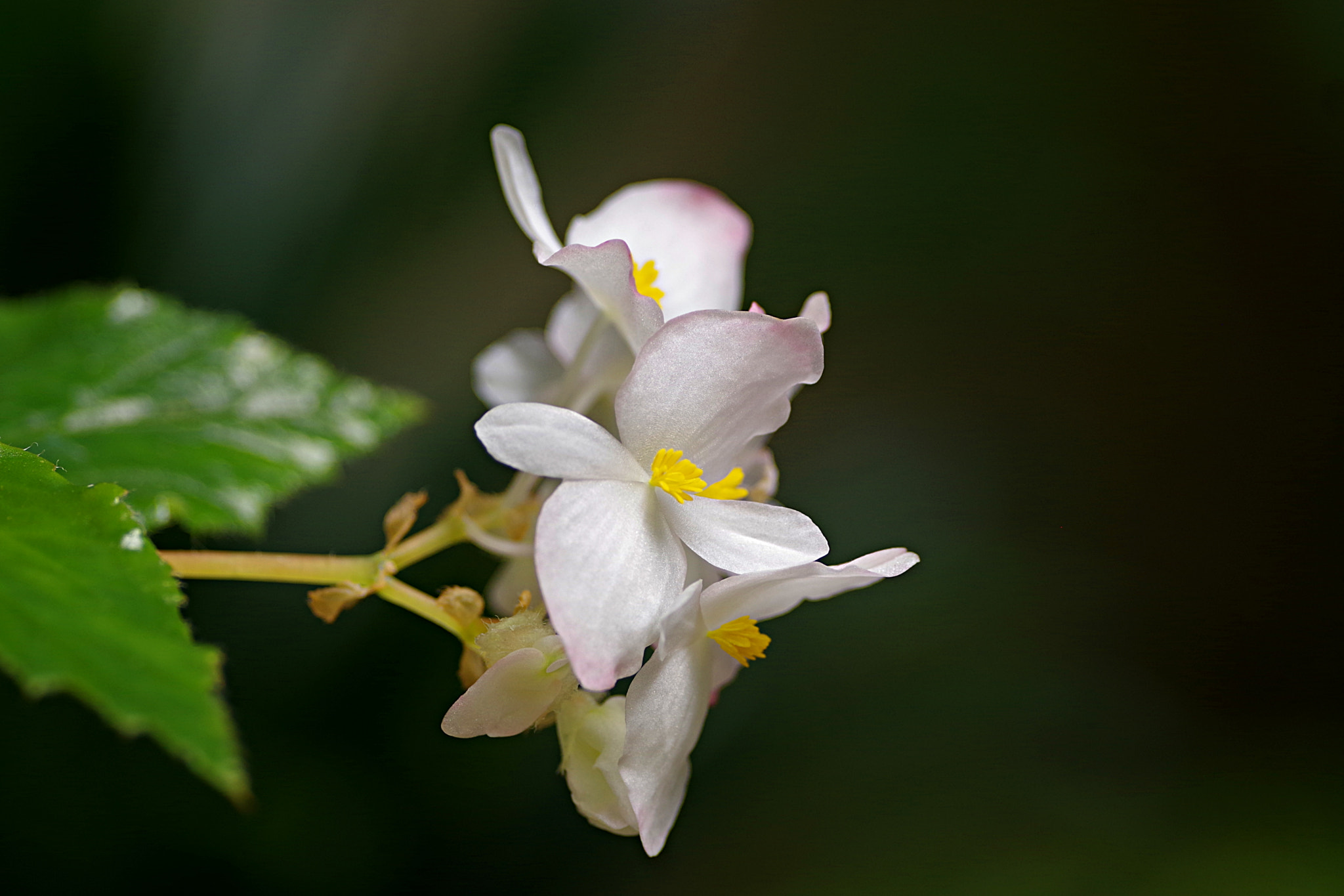 Pentax K-S2 sample photo. La reina vestida de blanco photography