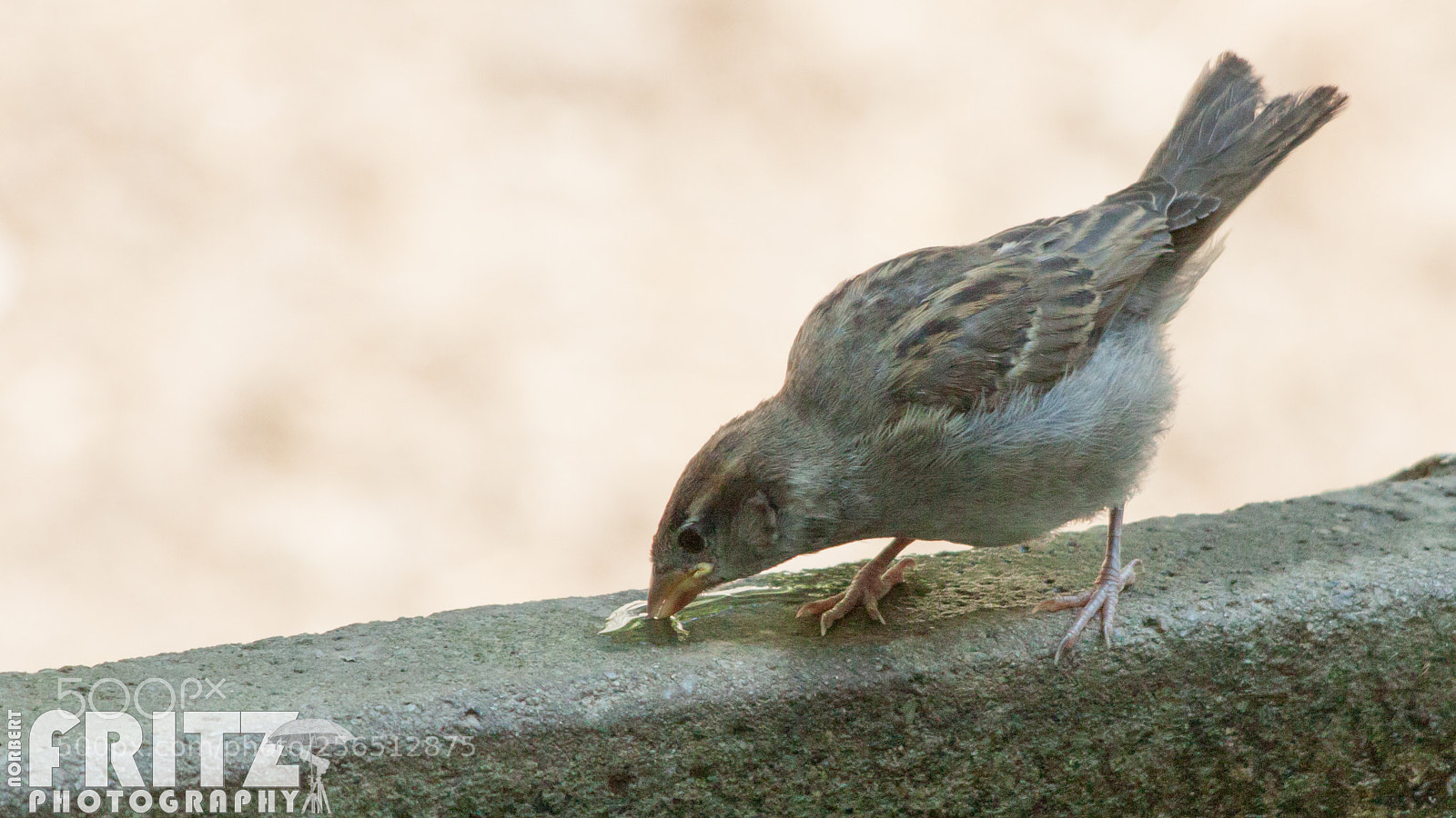Canon EOS 50D sample photo. Haussperling (jungvogel) im alpenzoo photography