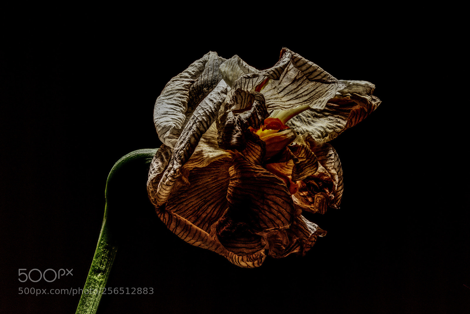 Nikon D5500 sample photo. Withered daffodil photography