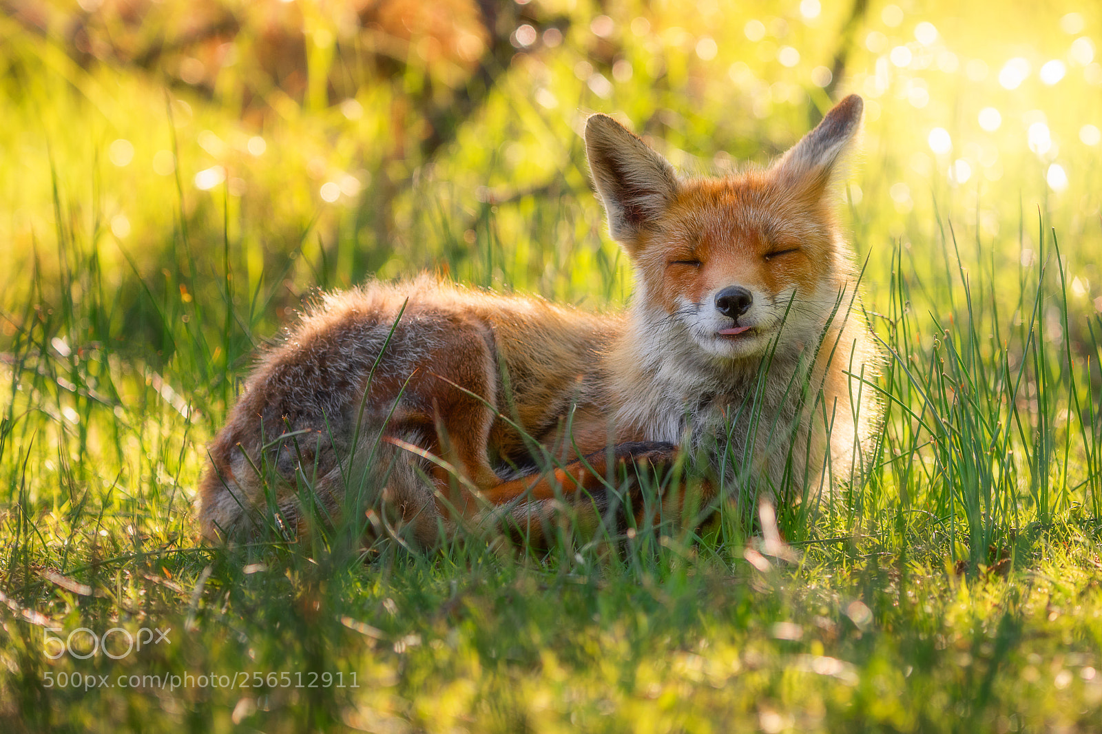 Nikon D810 sample photo. Happy fox in the photography