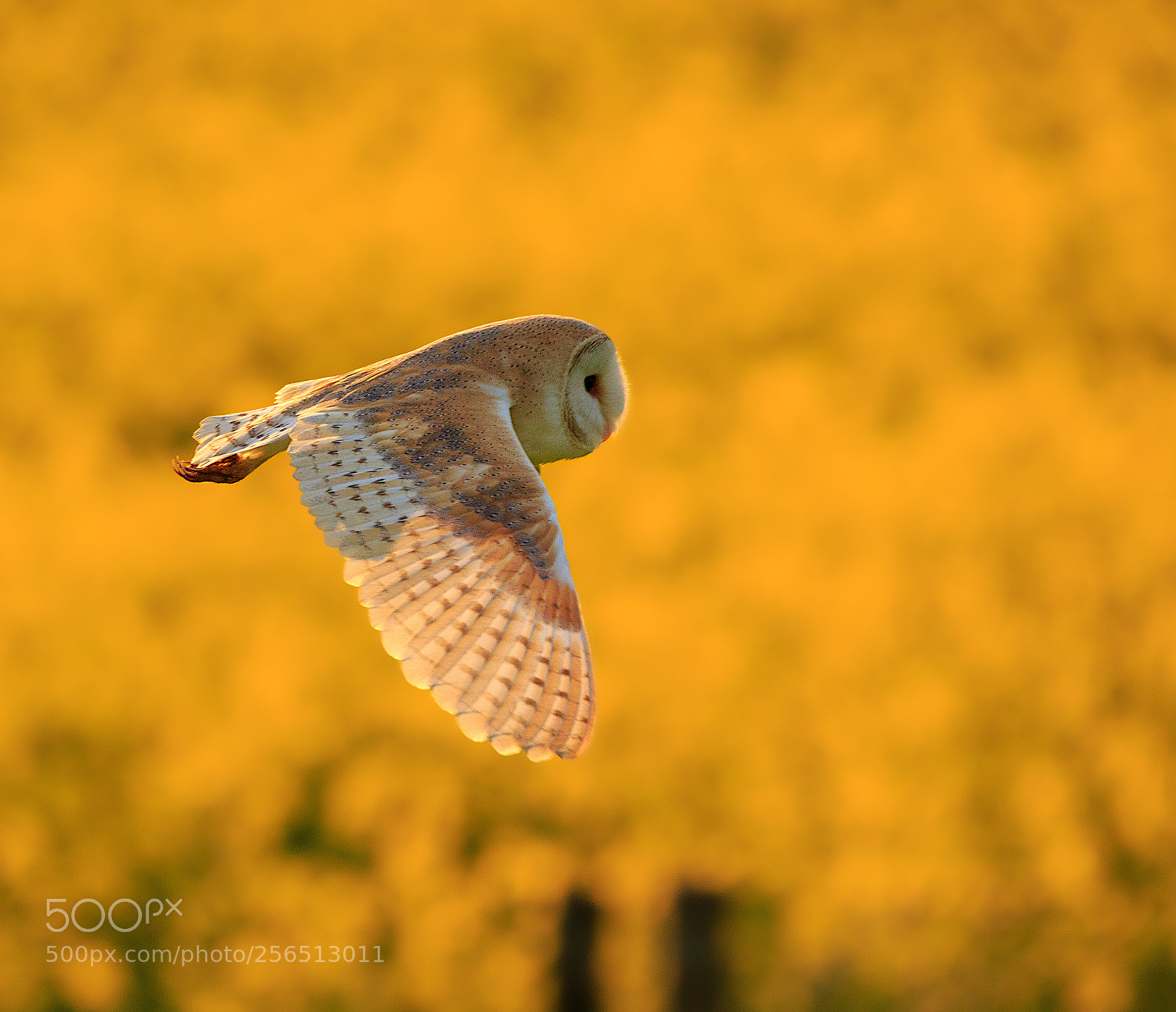 Canon EOS 7D Mark II sample photo. Barn owl photography