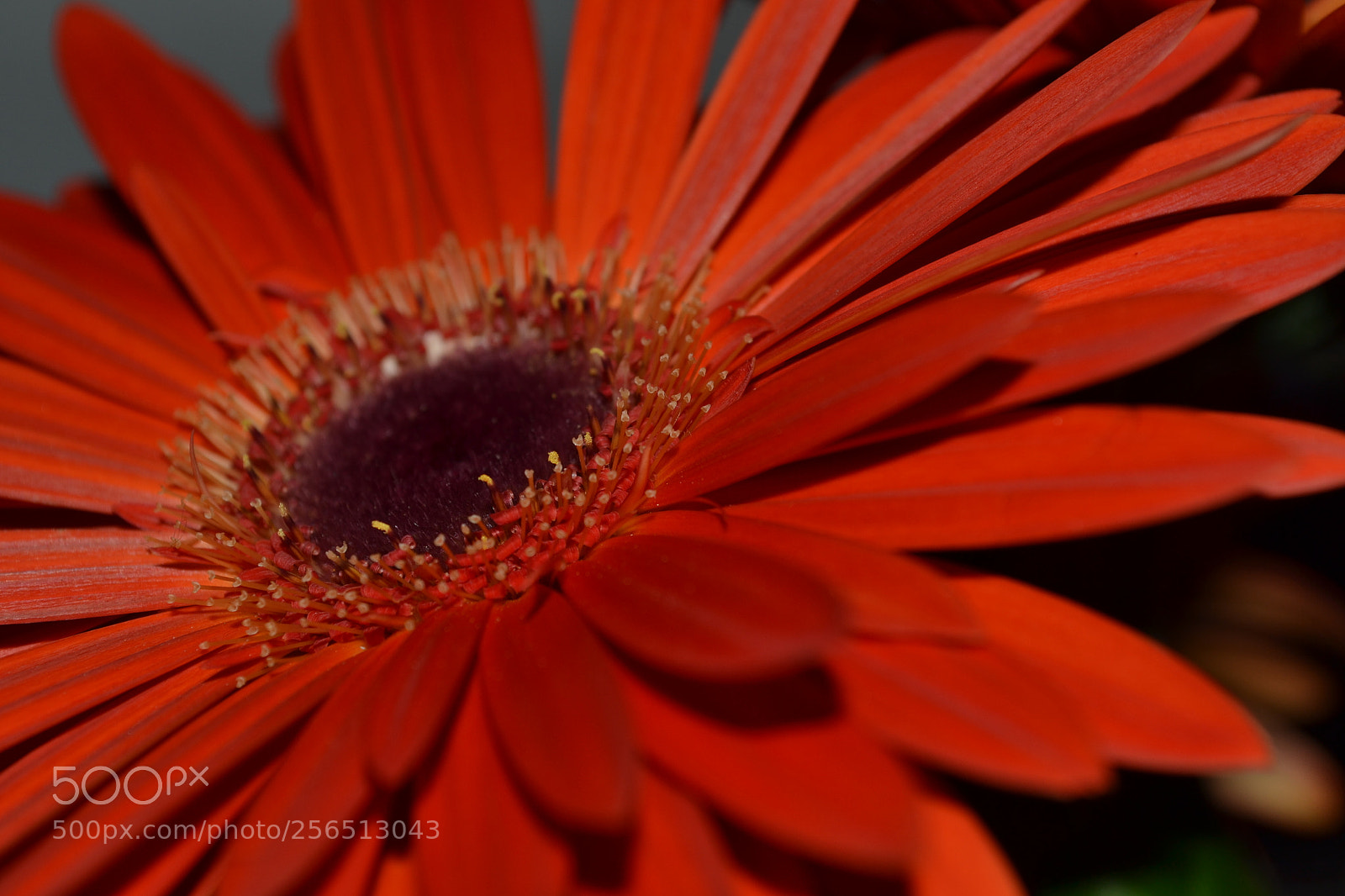 Nikon D3100 sample photo. Fiori d'arancio photography