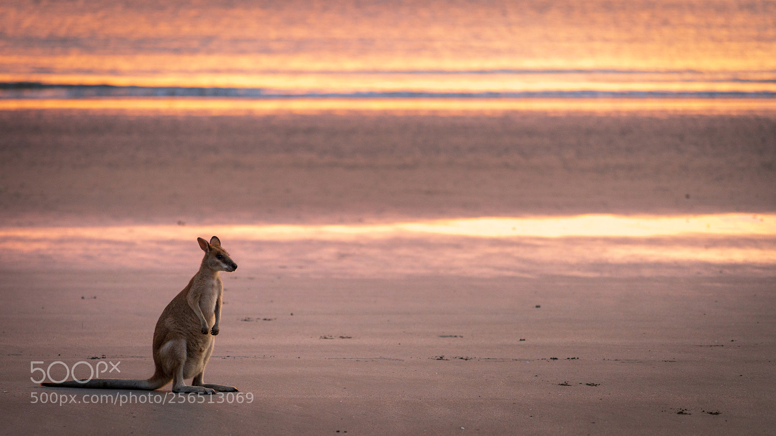 Sony a7R II sample photo. Wildlife photography
