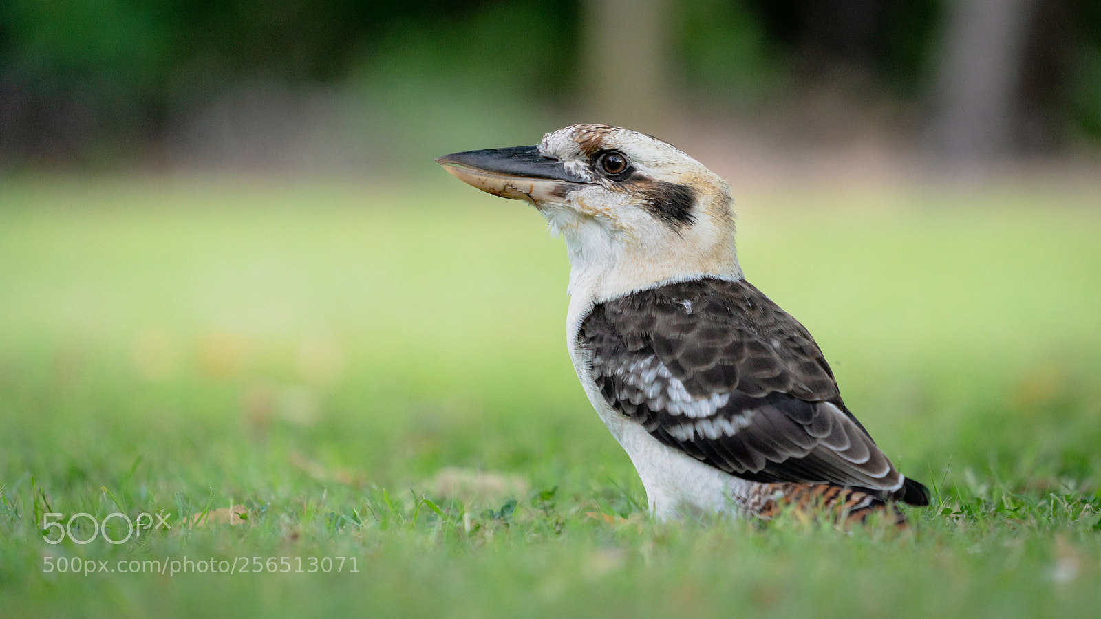 Sony a7R II sample photo. Wildlife photography