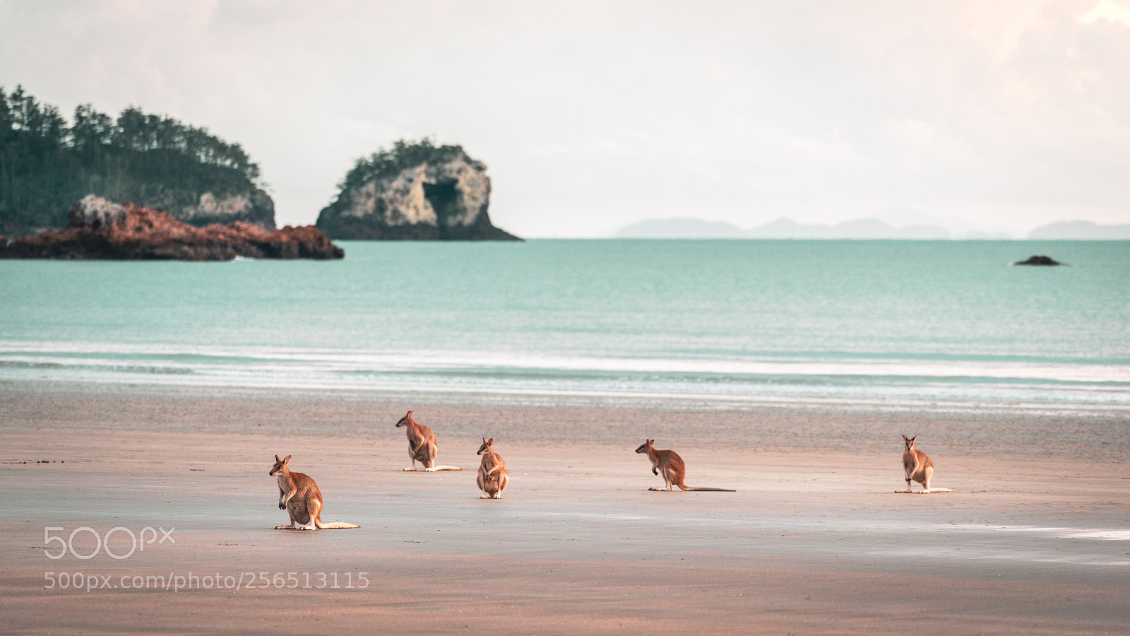 Sony a7R II sample photo. Wildlife photography