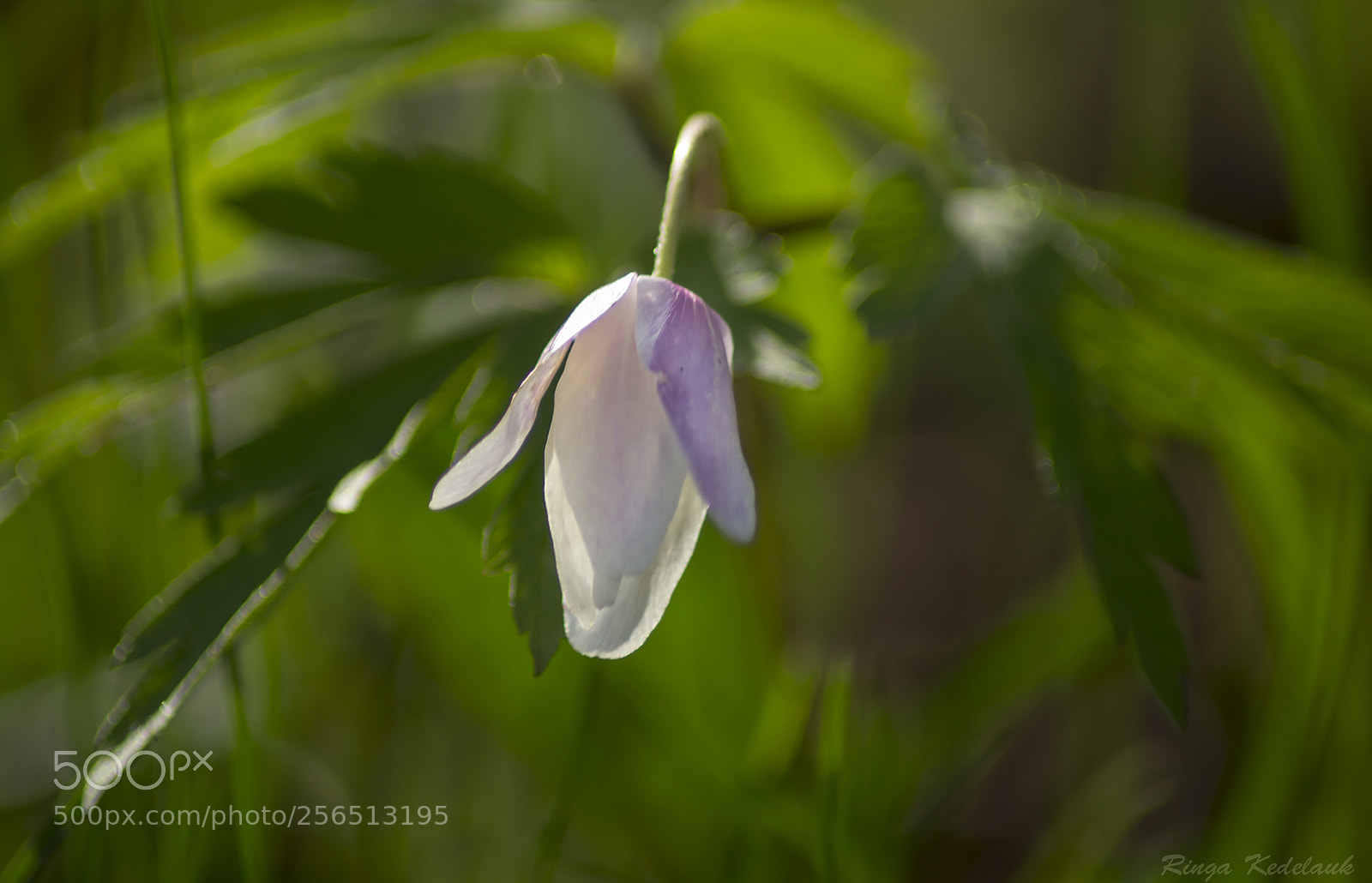 Nikon D3100 sample photo. Anemone nemorosa photography