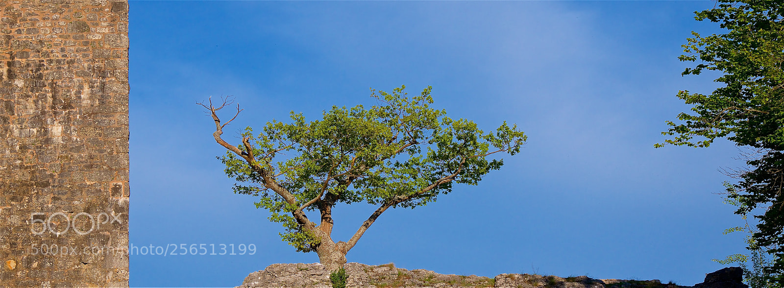 Pentax K-3 II sample photo. The tree photography