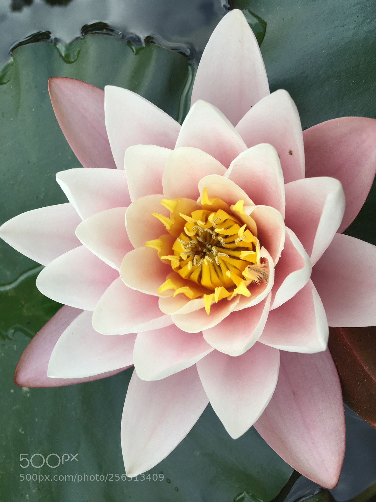 Apple iPhone SE sample photo. Lotus photography
