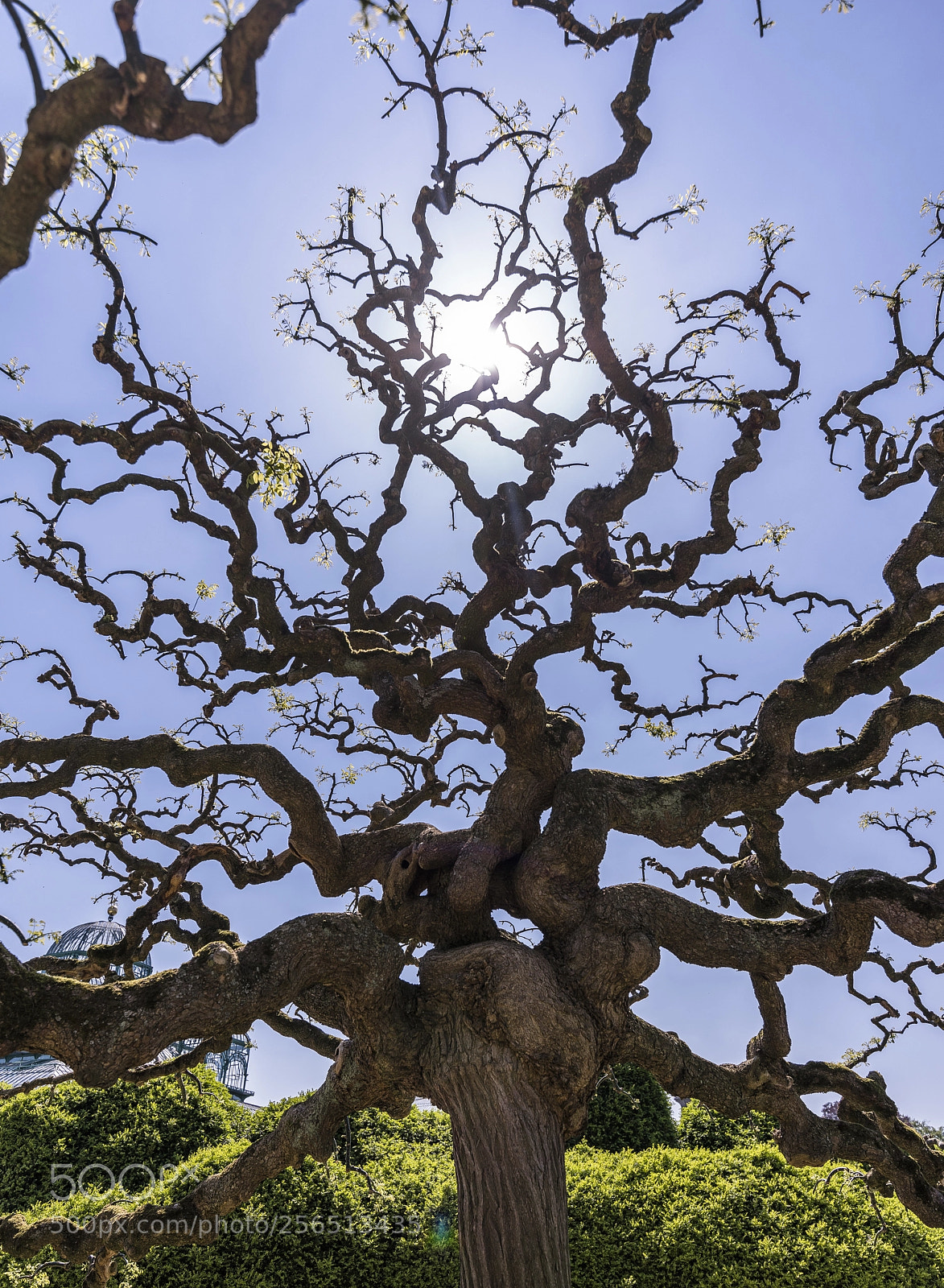 Pentax K-1 sample photo. Royal garden 7 photography