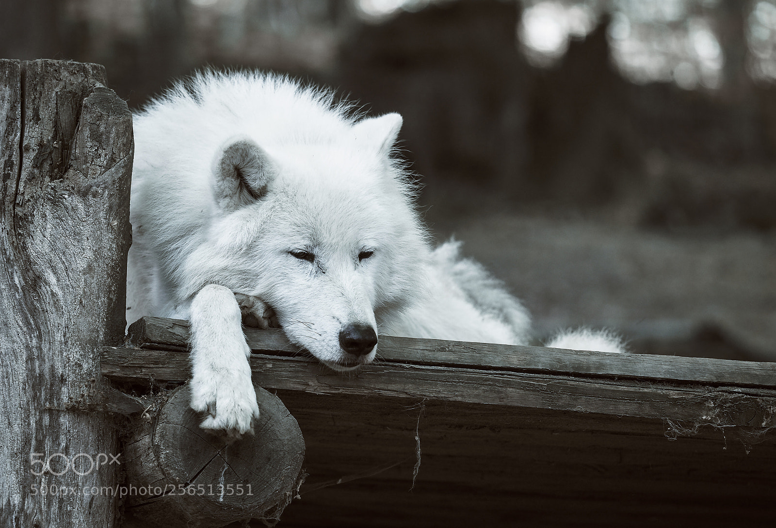 Olympus OM-D E-M5 II sample photo. White wolf photography