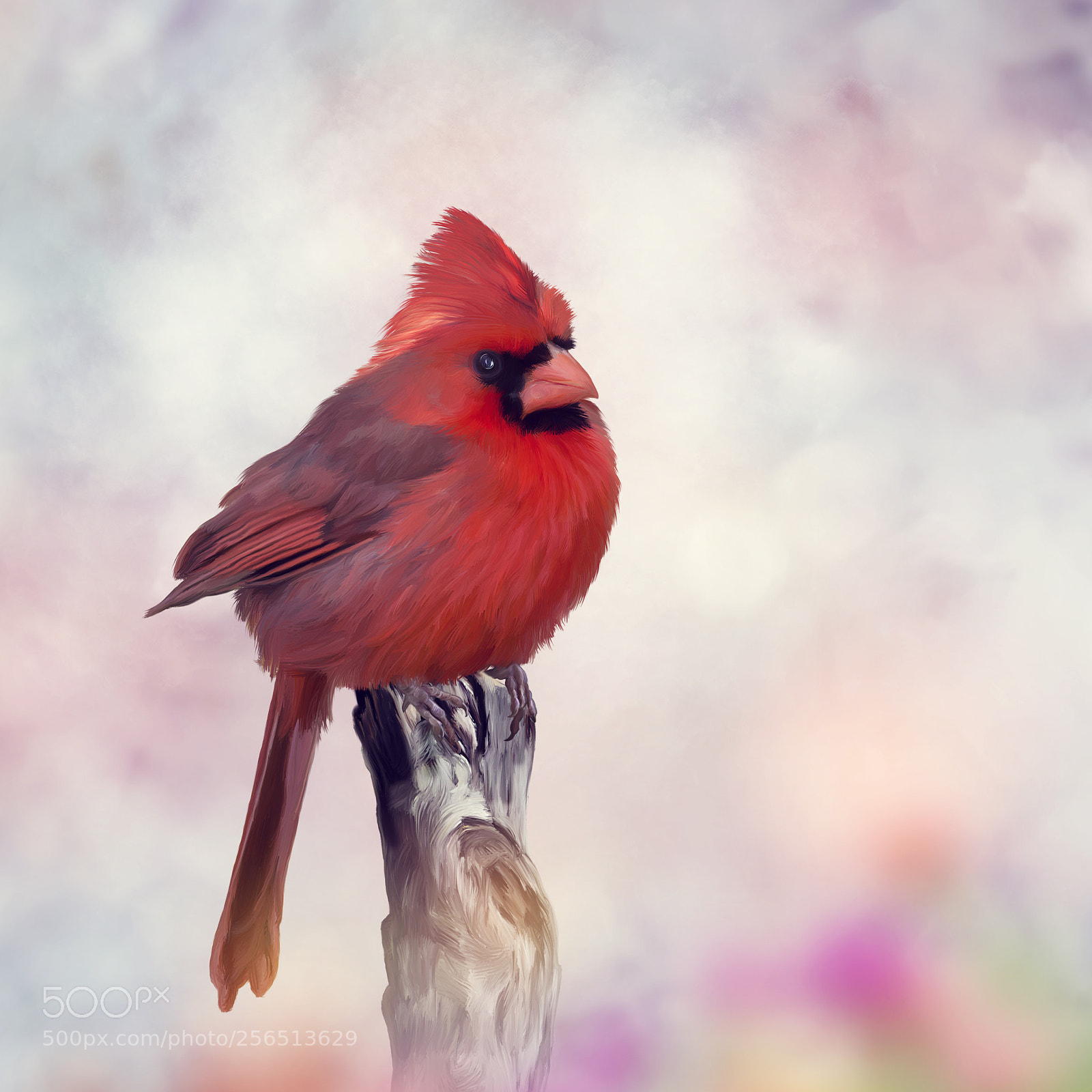 Nikon D800 sample photo. Male northern cardinal on photography