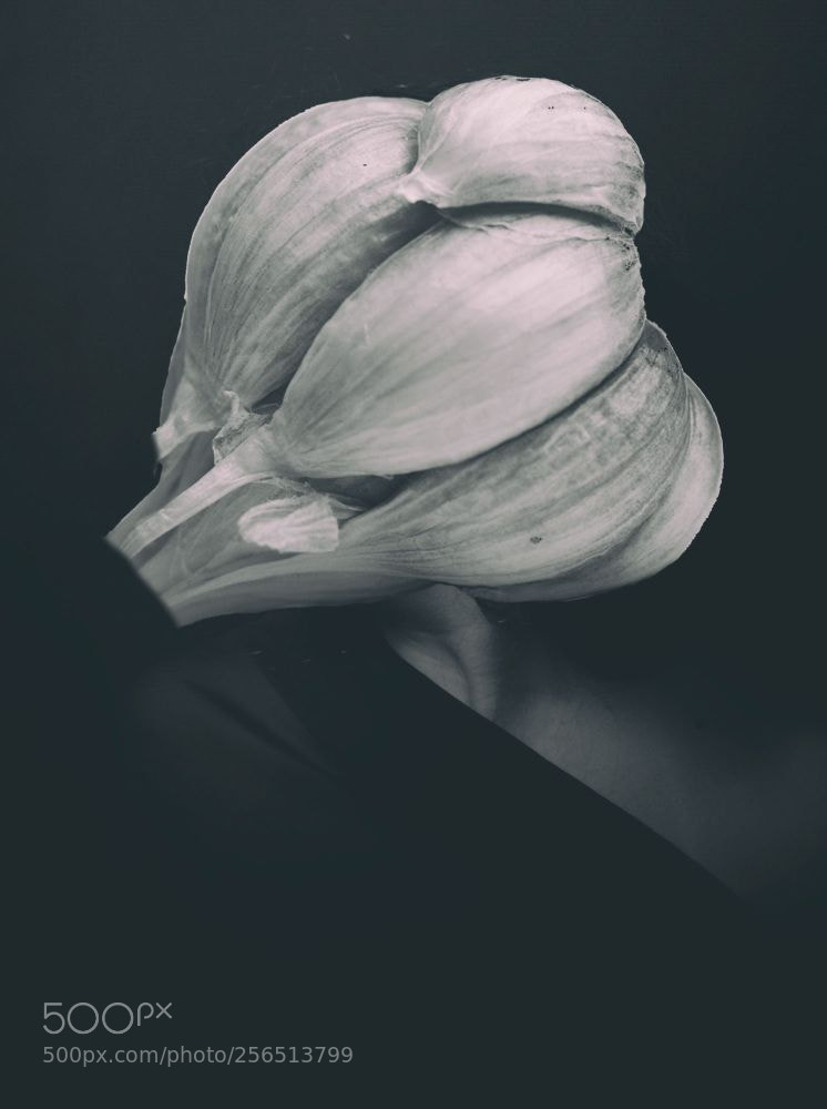 Nikon D5200 sample photo. Garlic people #1 photography