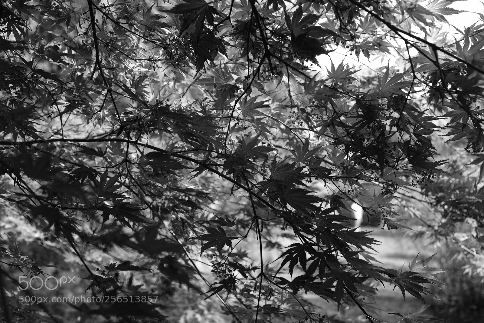 Fujifilm X100F sample photo. Japanse esdoorn photography