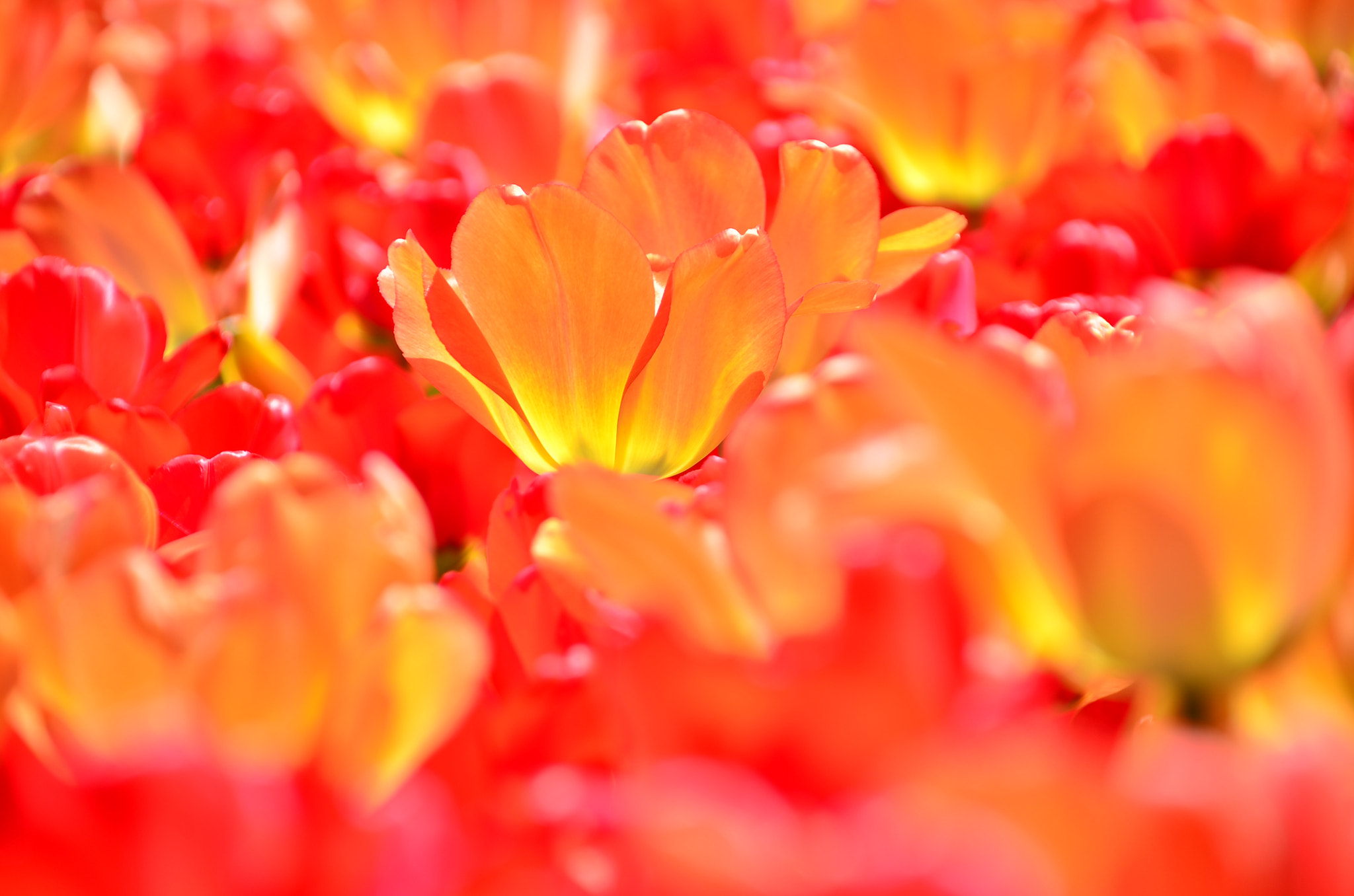 Nikon D7000 sample photo. Tulips  photography