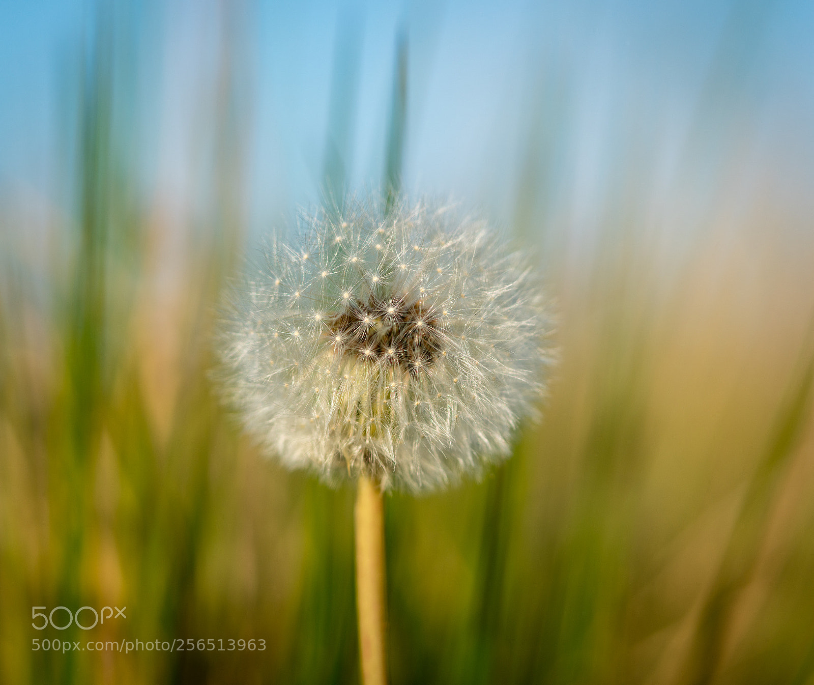 Sony a7R II sample photo. Blowball photography