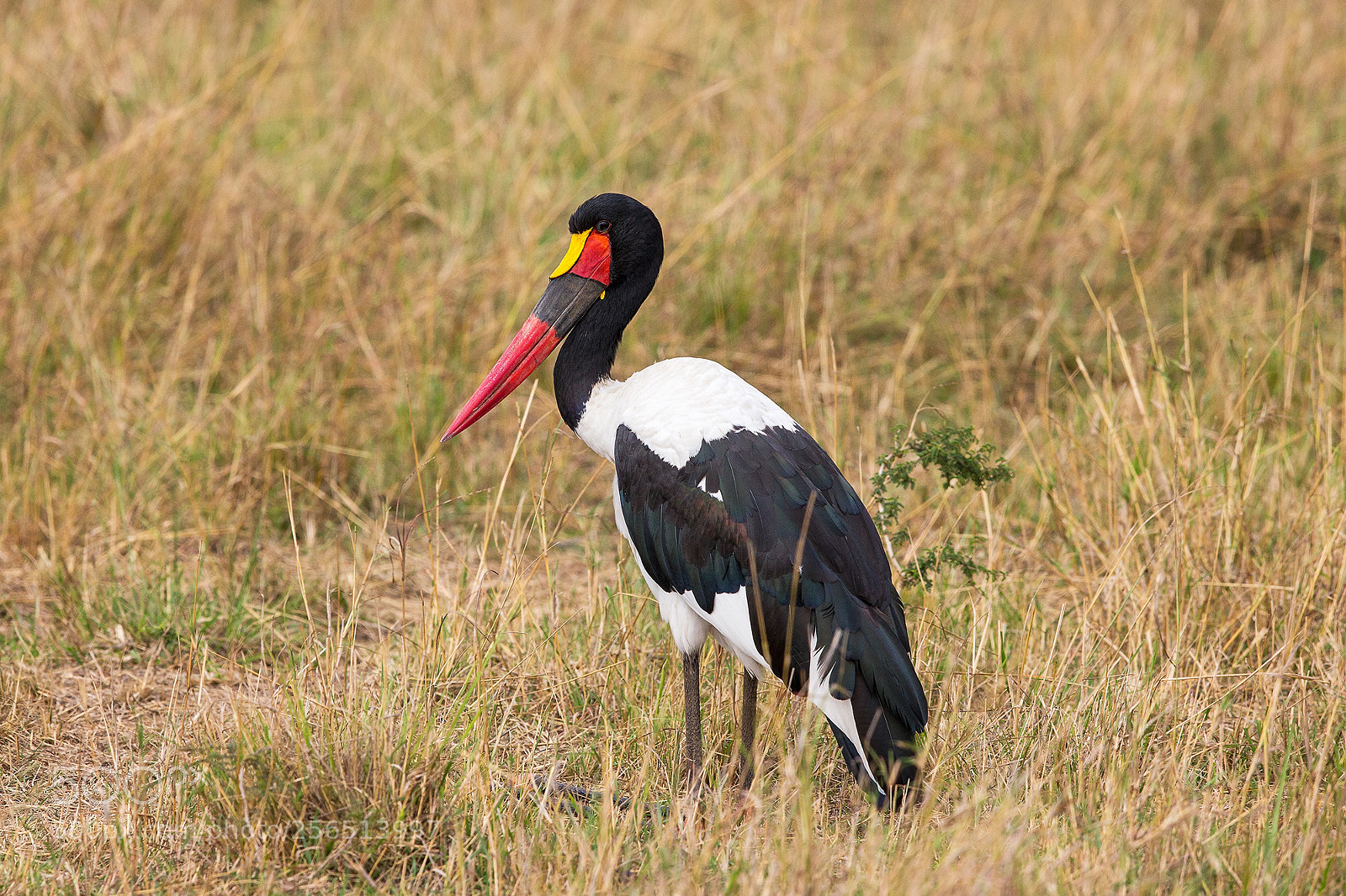 Canon EOS-1D X sample photo. Kenya 2014 photography