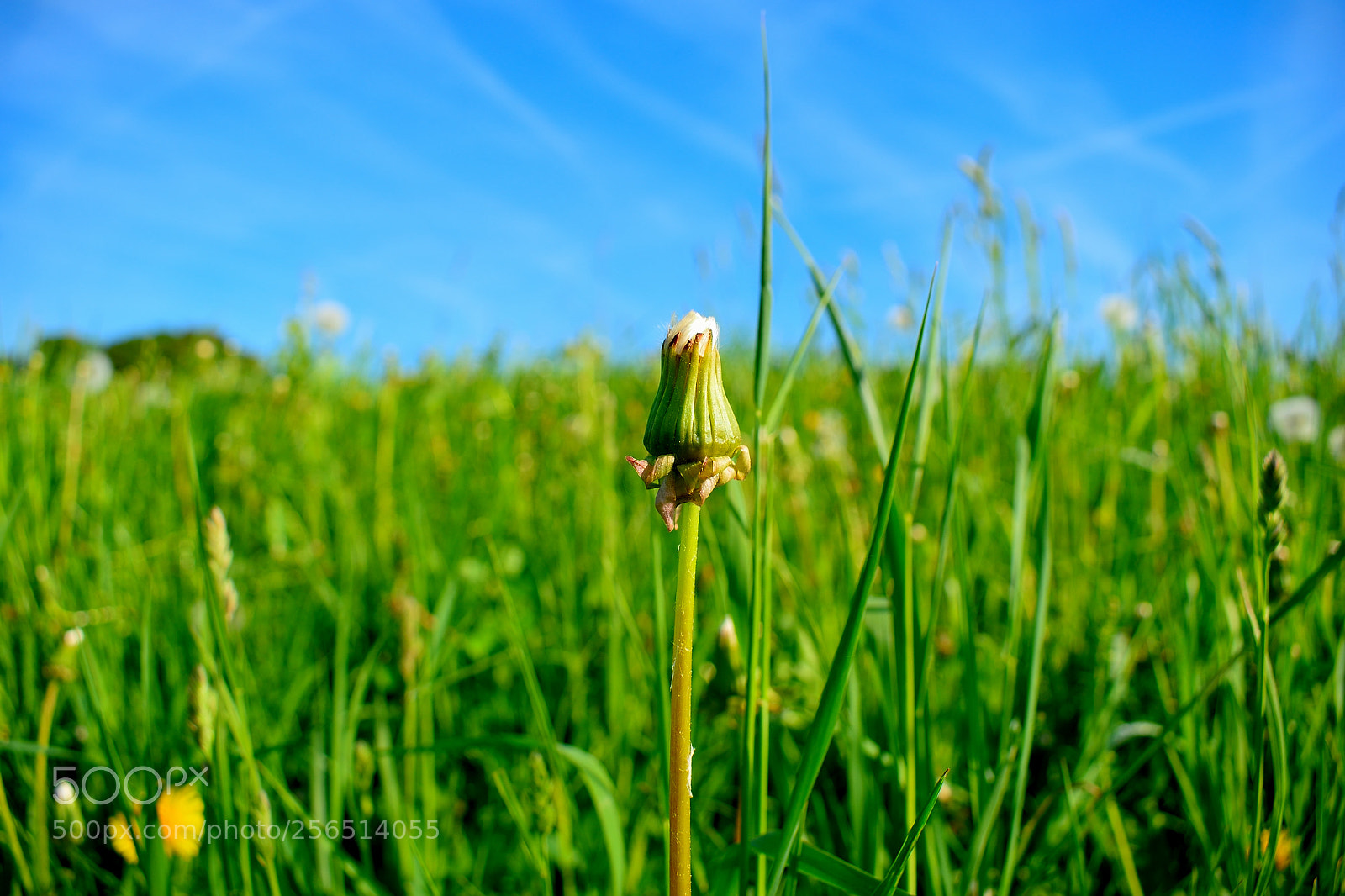 Nikon D3300 sample photo. Löwenzahnknospe photography