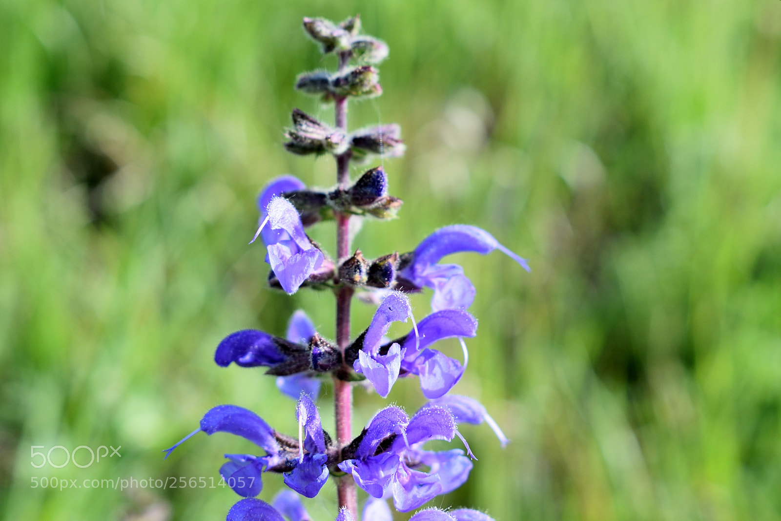 Nikon D3300 sample photo. Blume photography