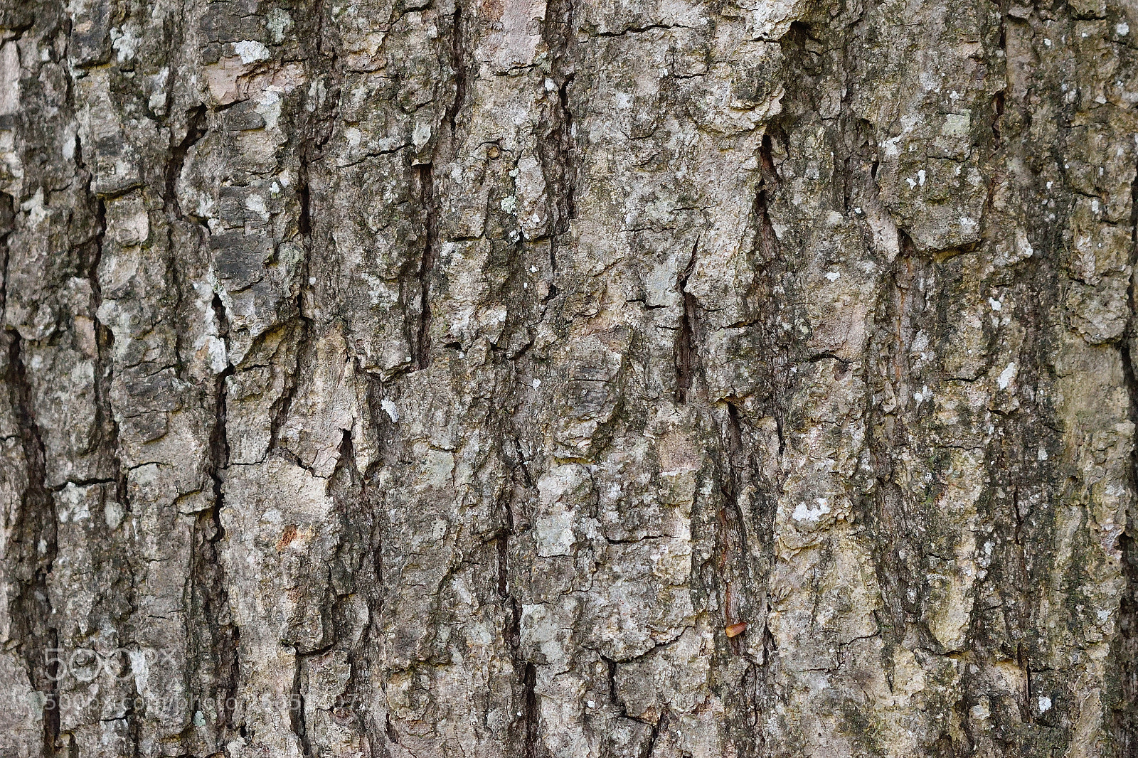 Nikon D3300 sample photo. Rinde photography