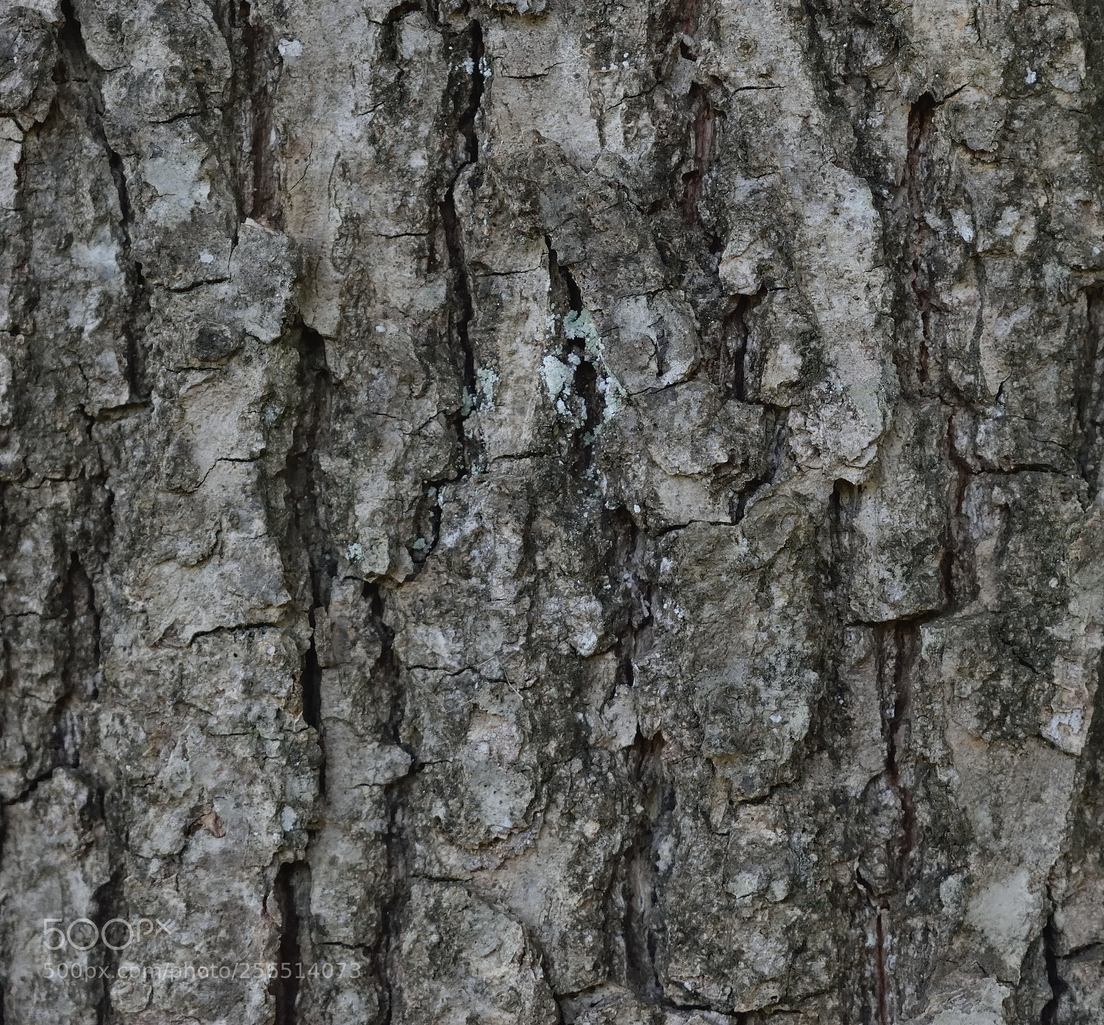 Nikon D3300 sample photo. Baumrinde photography
