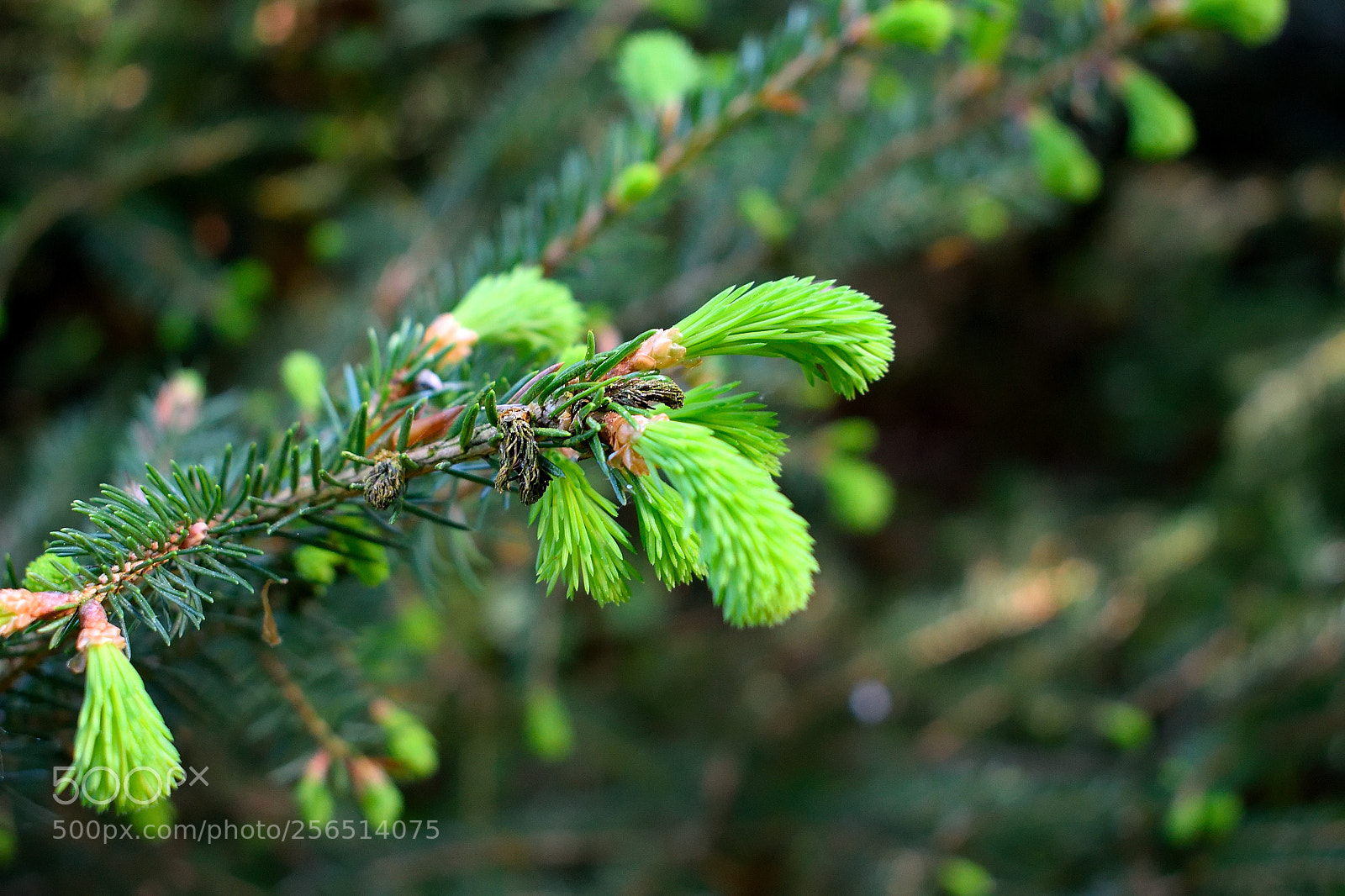 Nikon D3300 sample photo. Tannennadeln photography